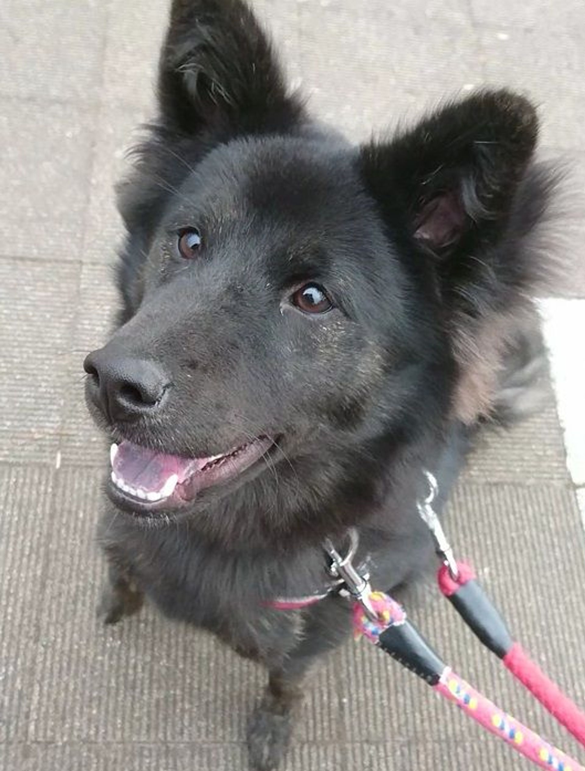 雑種（ミックス犬）・オスの里親募集の写真