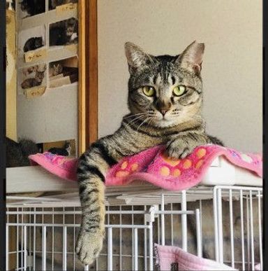 ふにちゃん