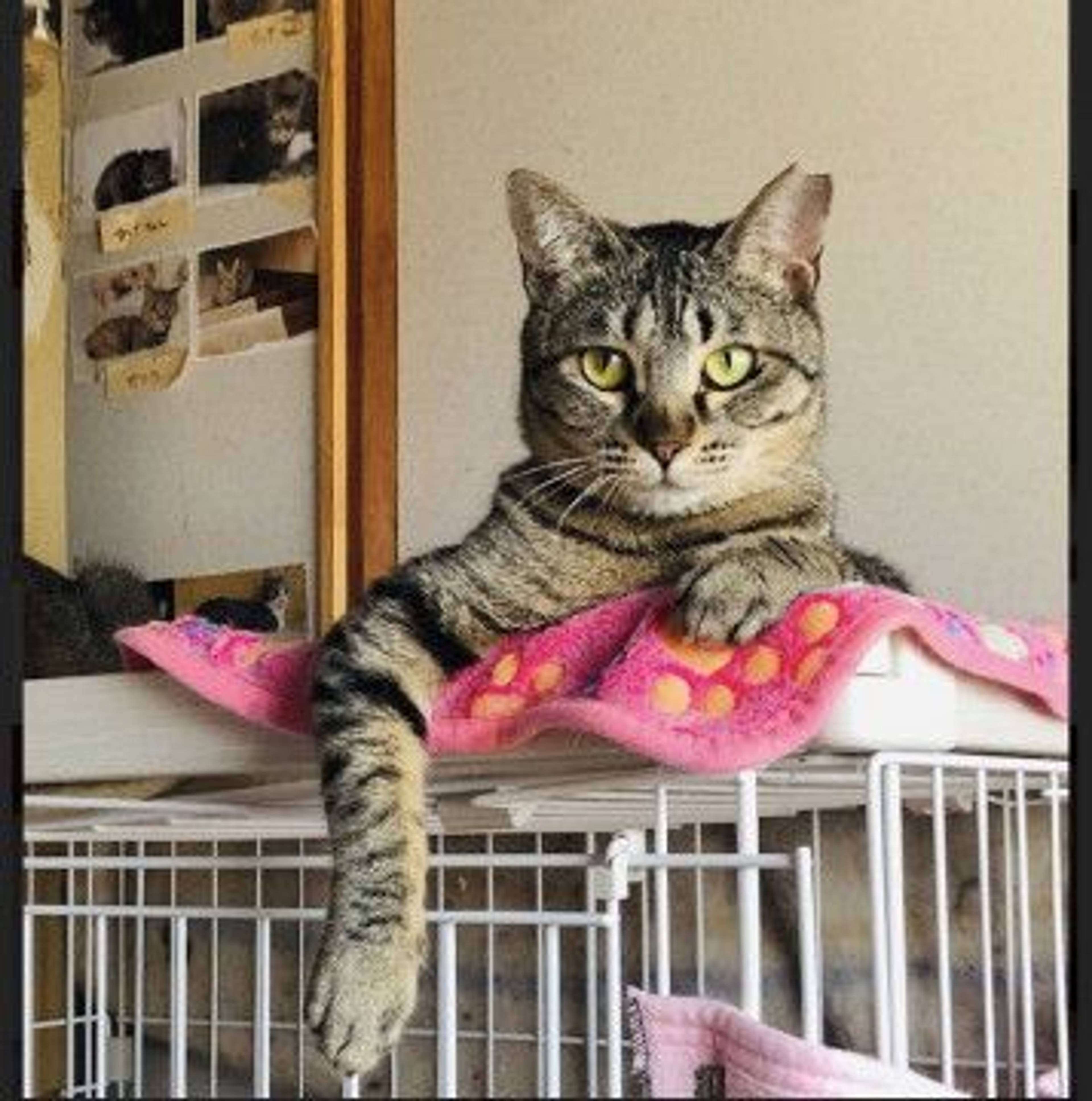 雑種（ミックス猫）・メスの里親募集の写真