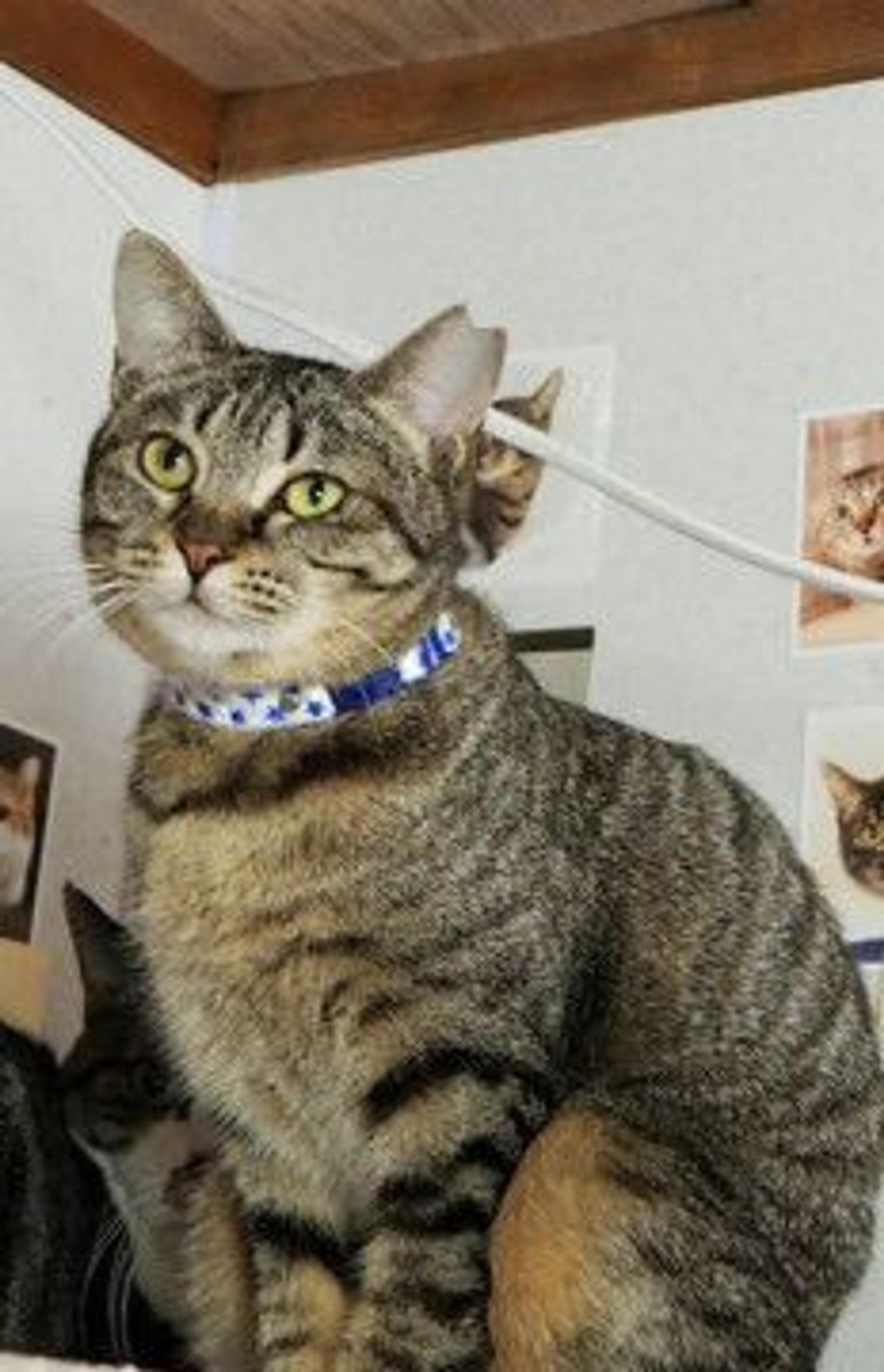 pet-image-4