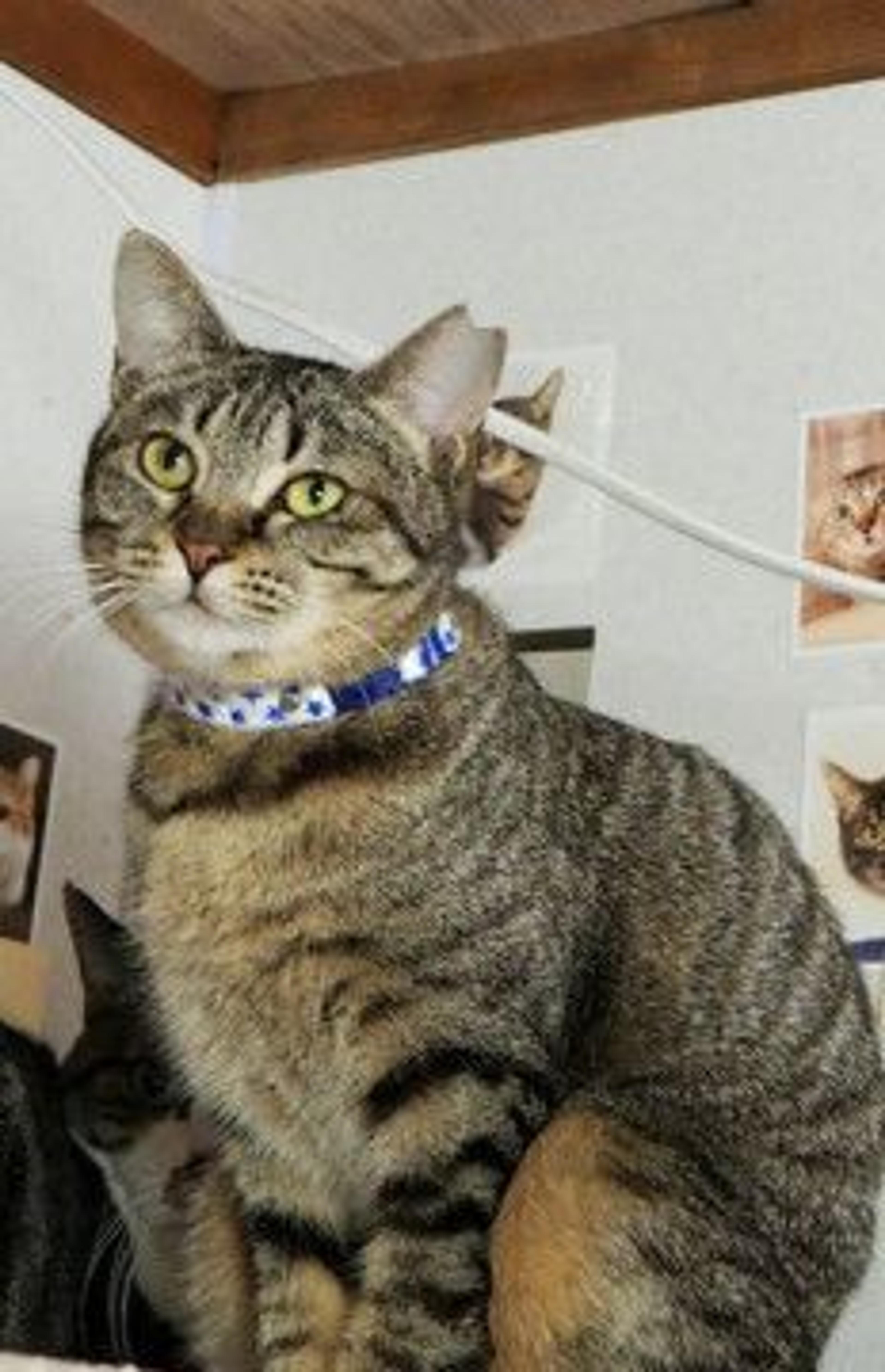 pet-image-4