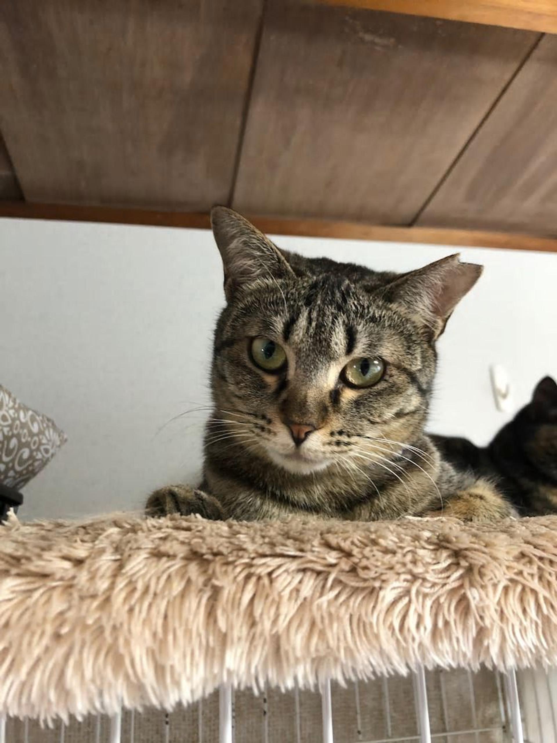 pet-image-5