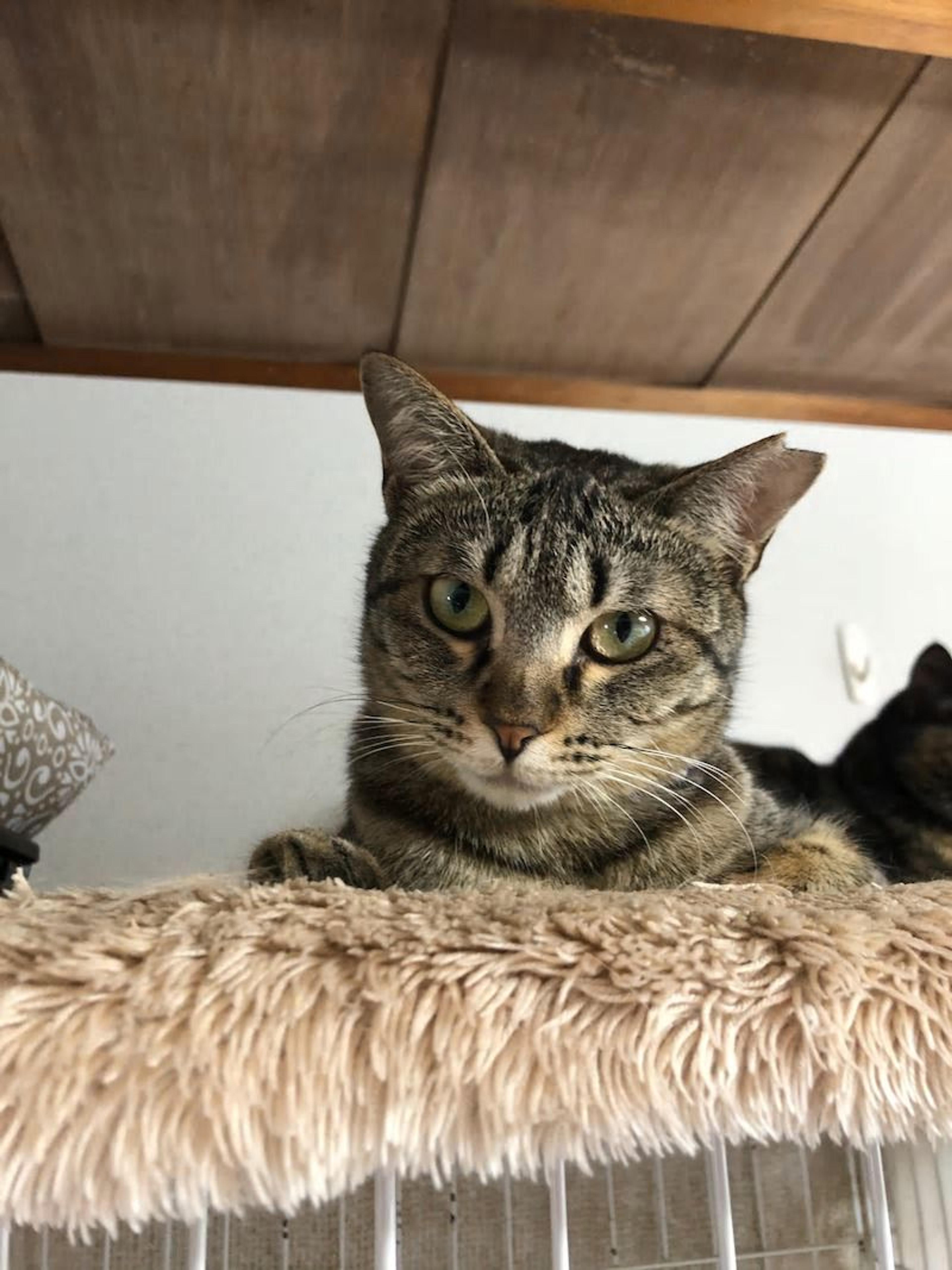 pet-image-5