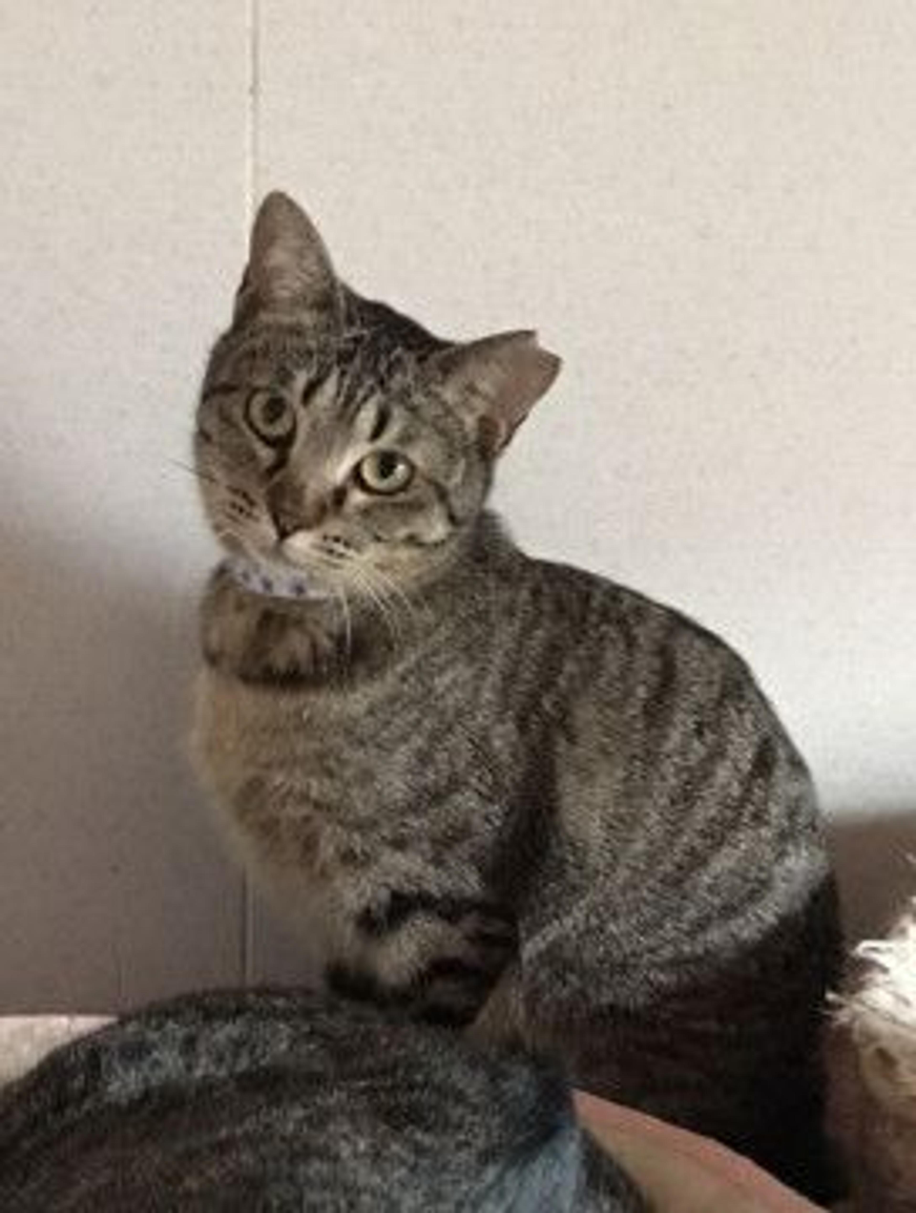 pet-image-6