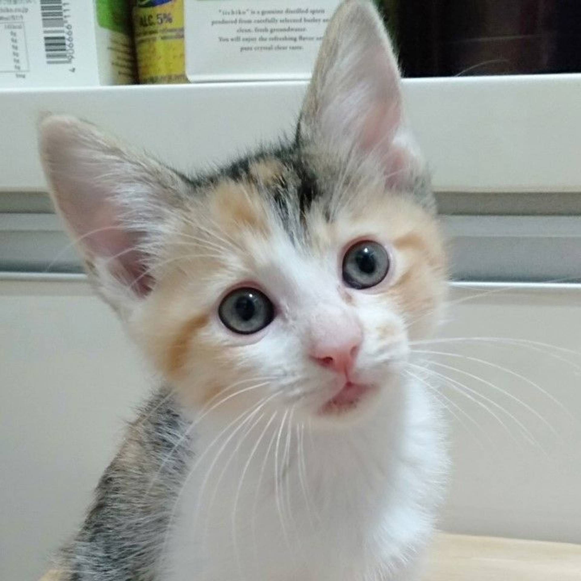 雑種（ミックス猫）・メスの里親募集の写真