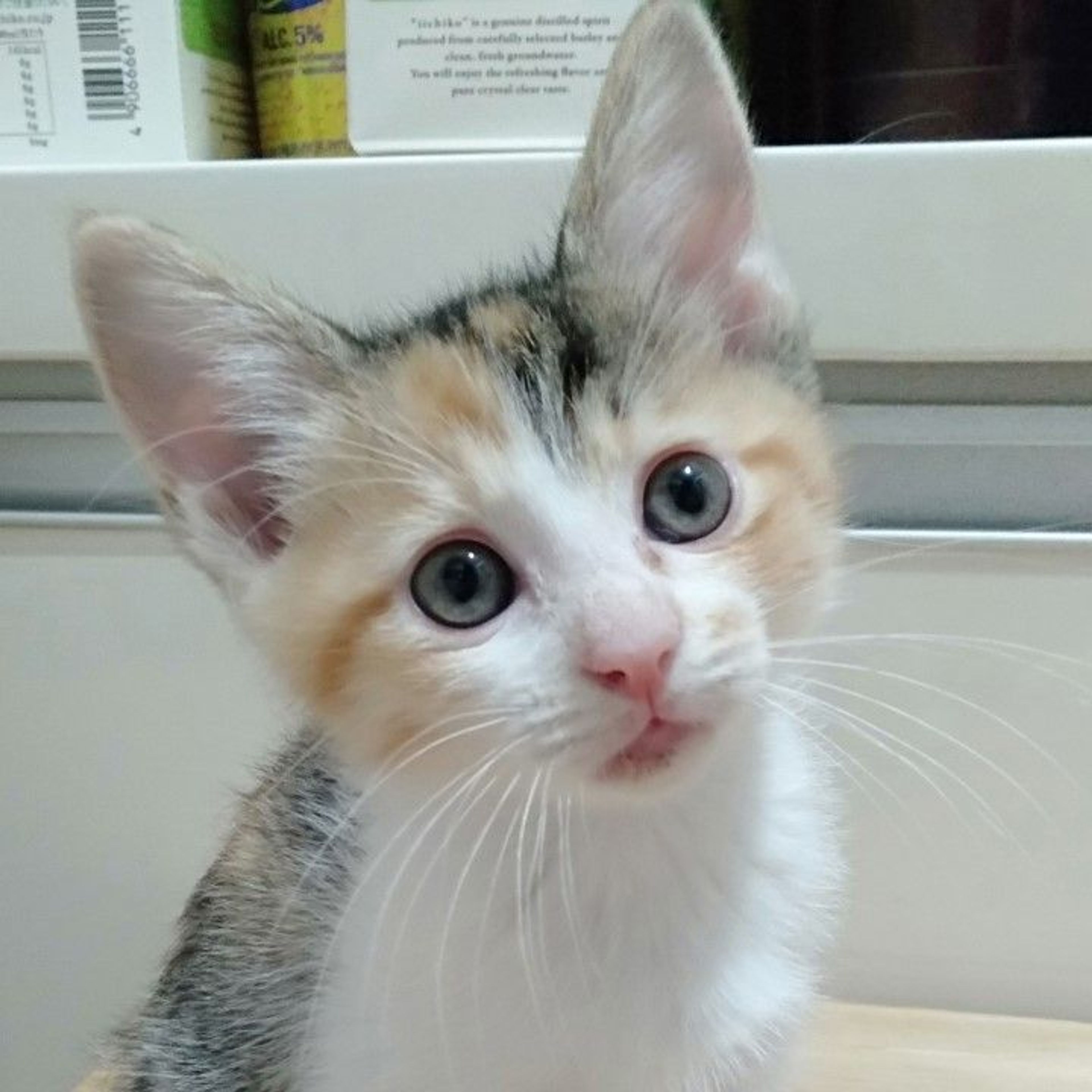 雑種（ミックス猫）・メスの里親募集の写真