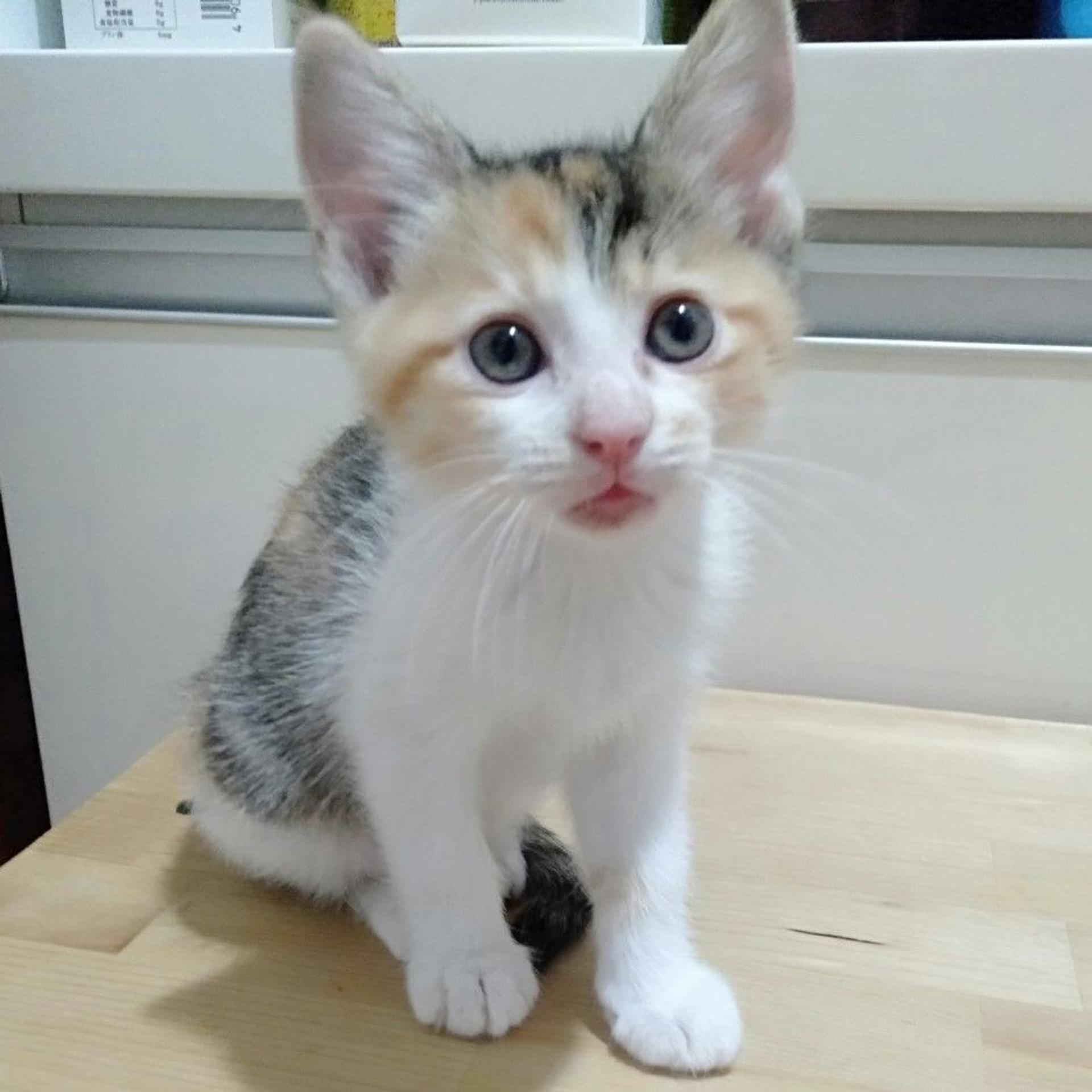 pet-image-3