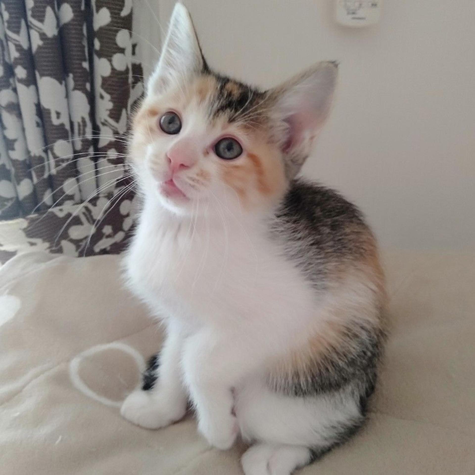 pet-image-4