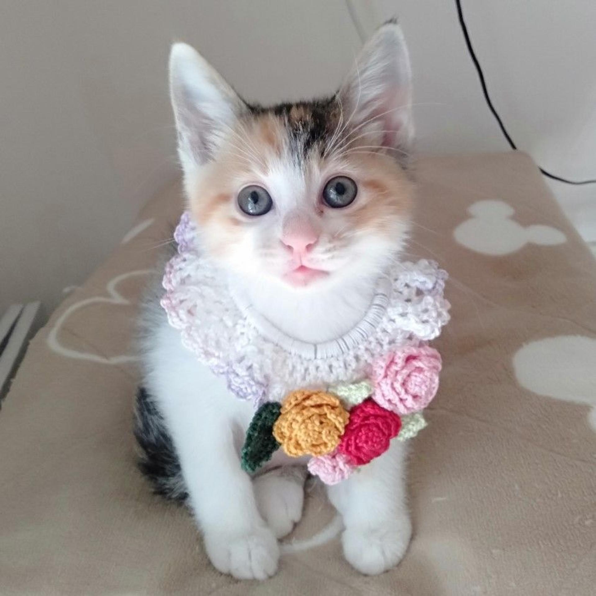 pet-image-6