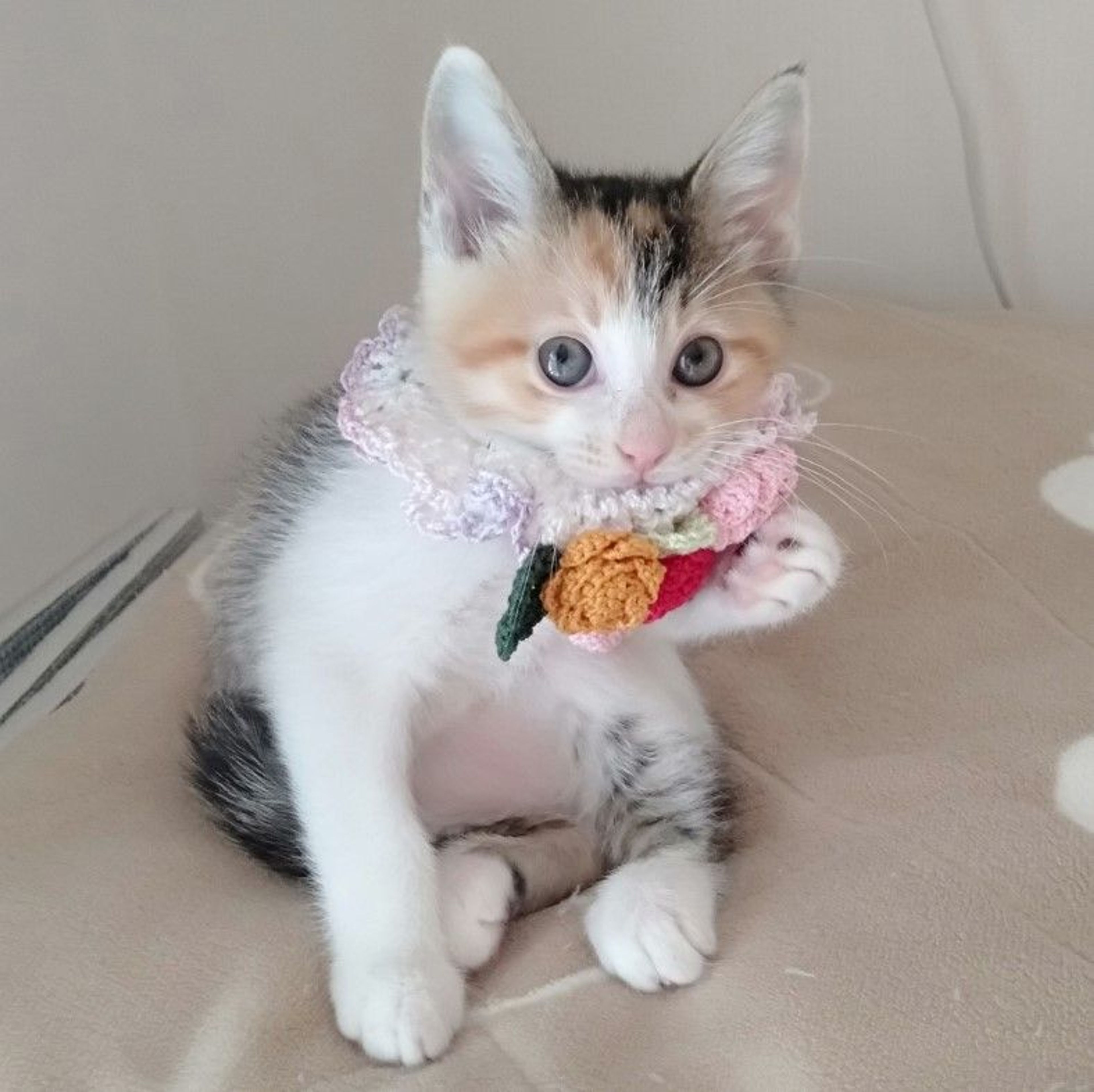 pet-image-7