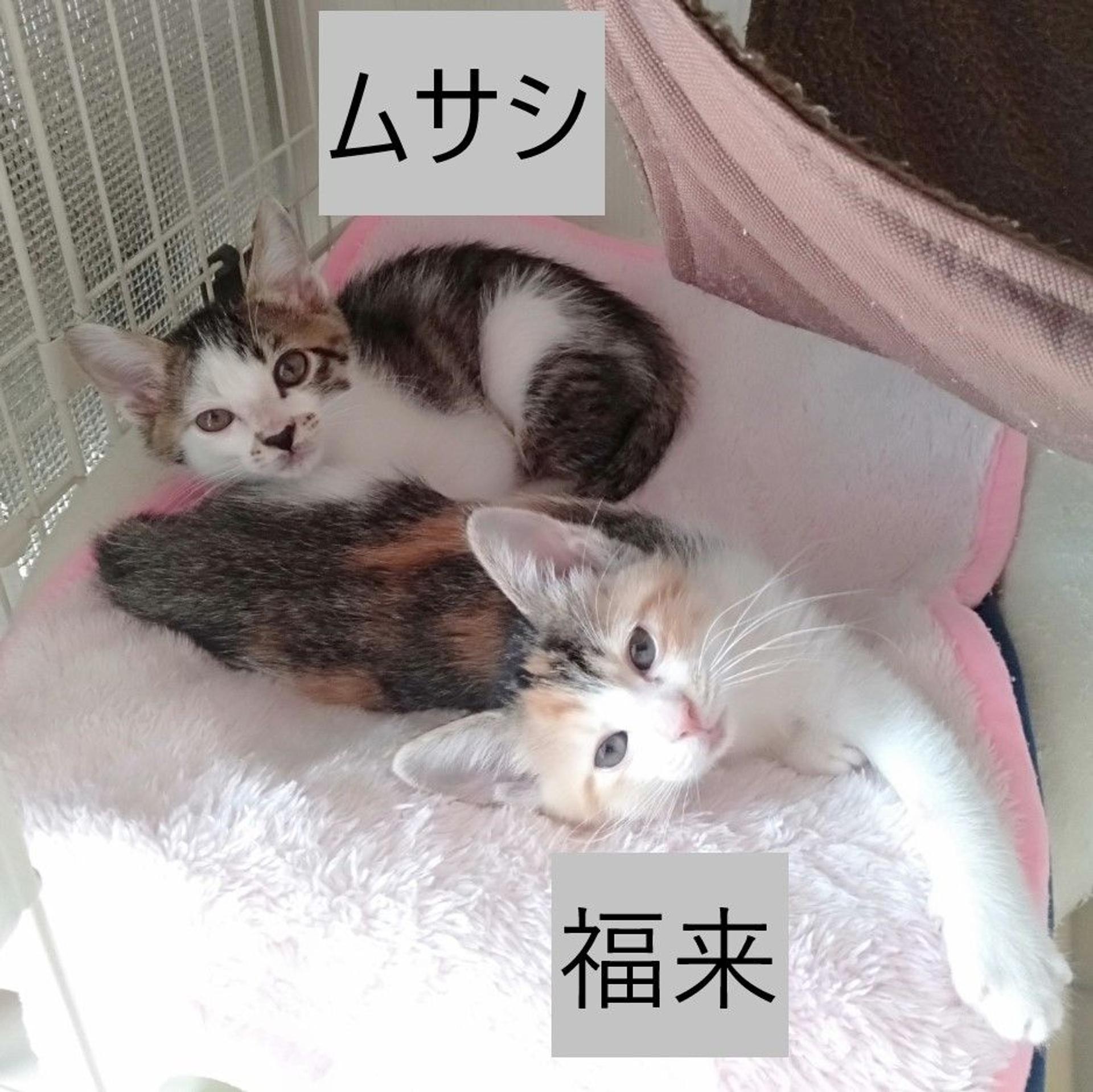 pet-image-9