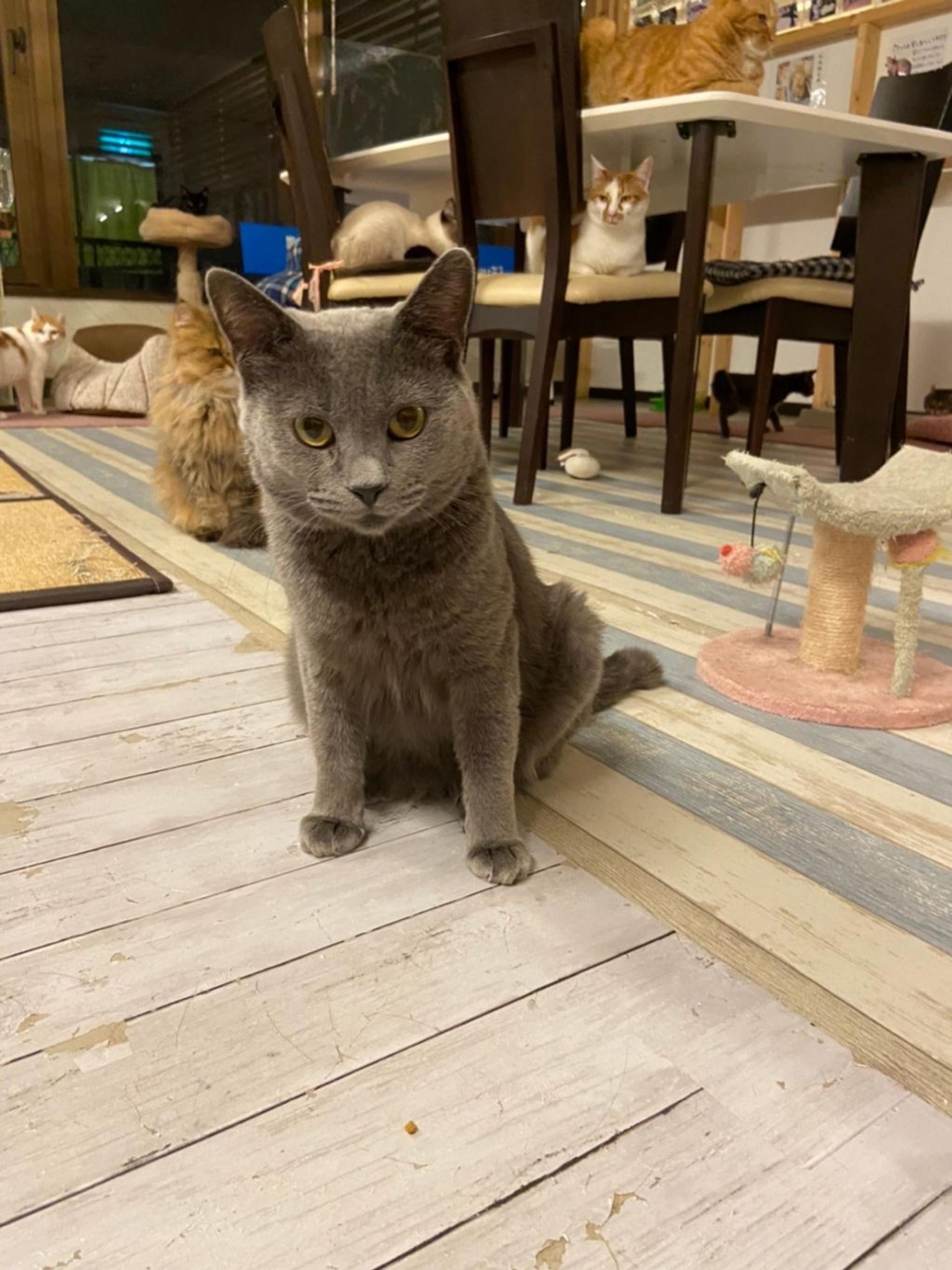 pet-image-3