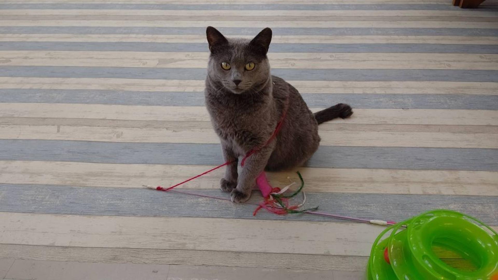 pet-image-7