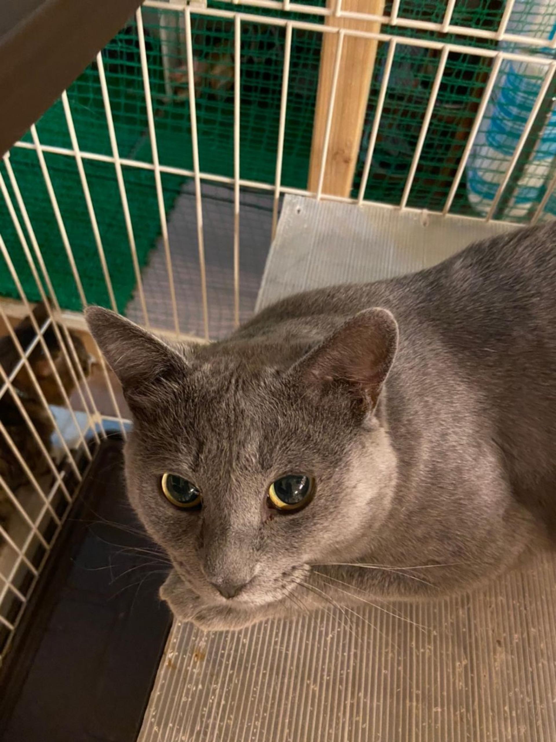 pet-image-9