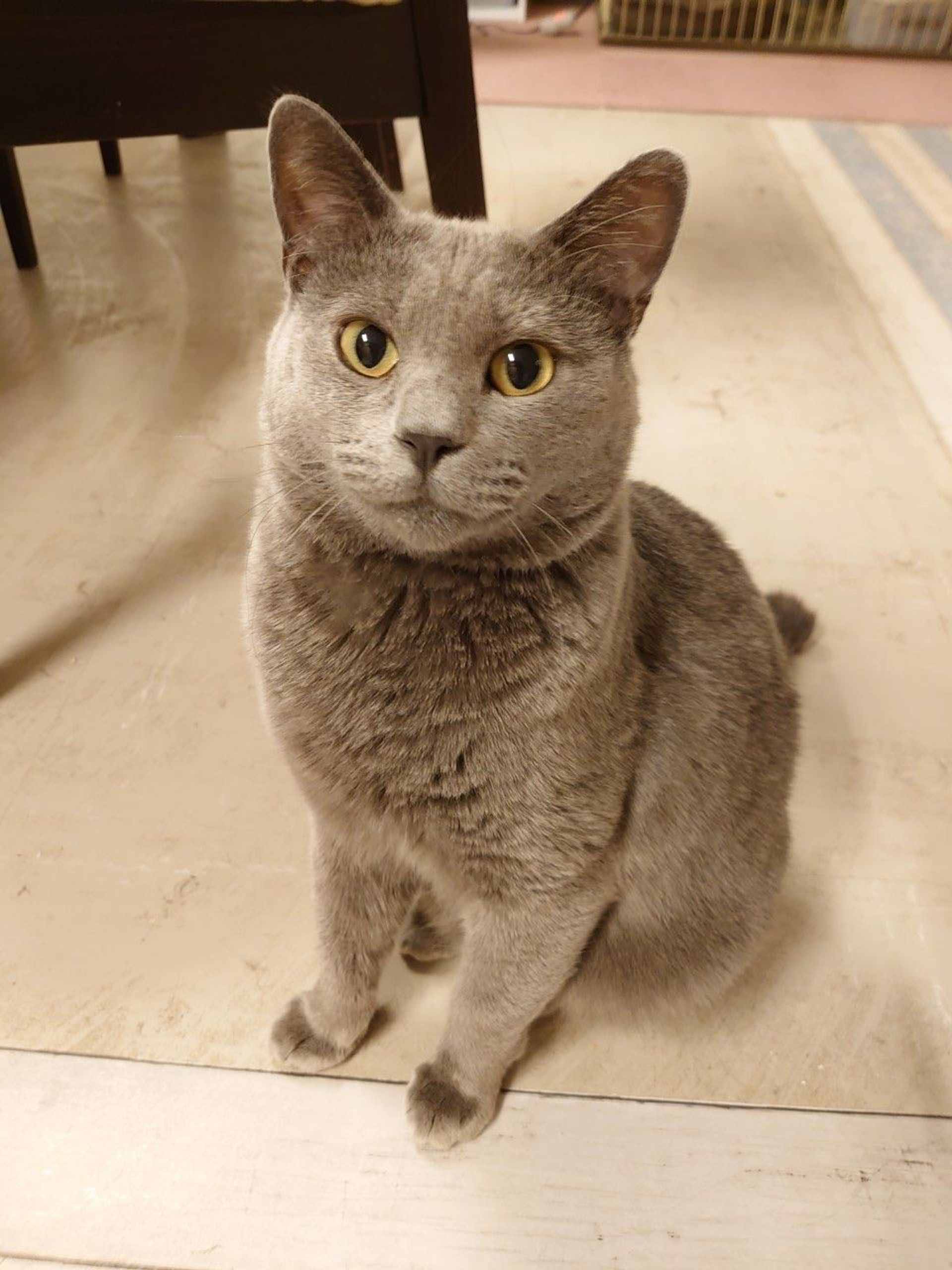 雑種（ミックス猫）・オスの里親募集の写真