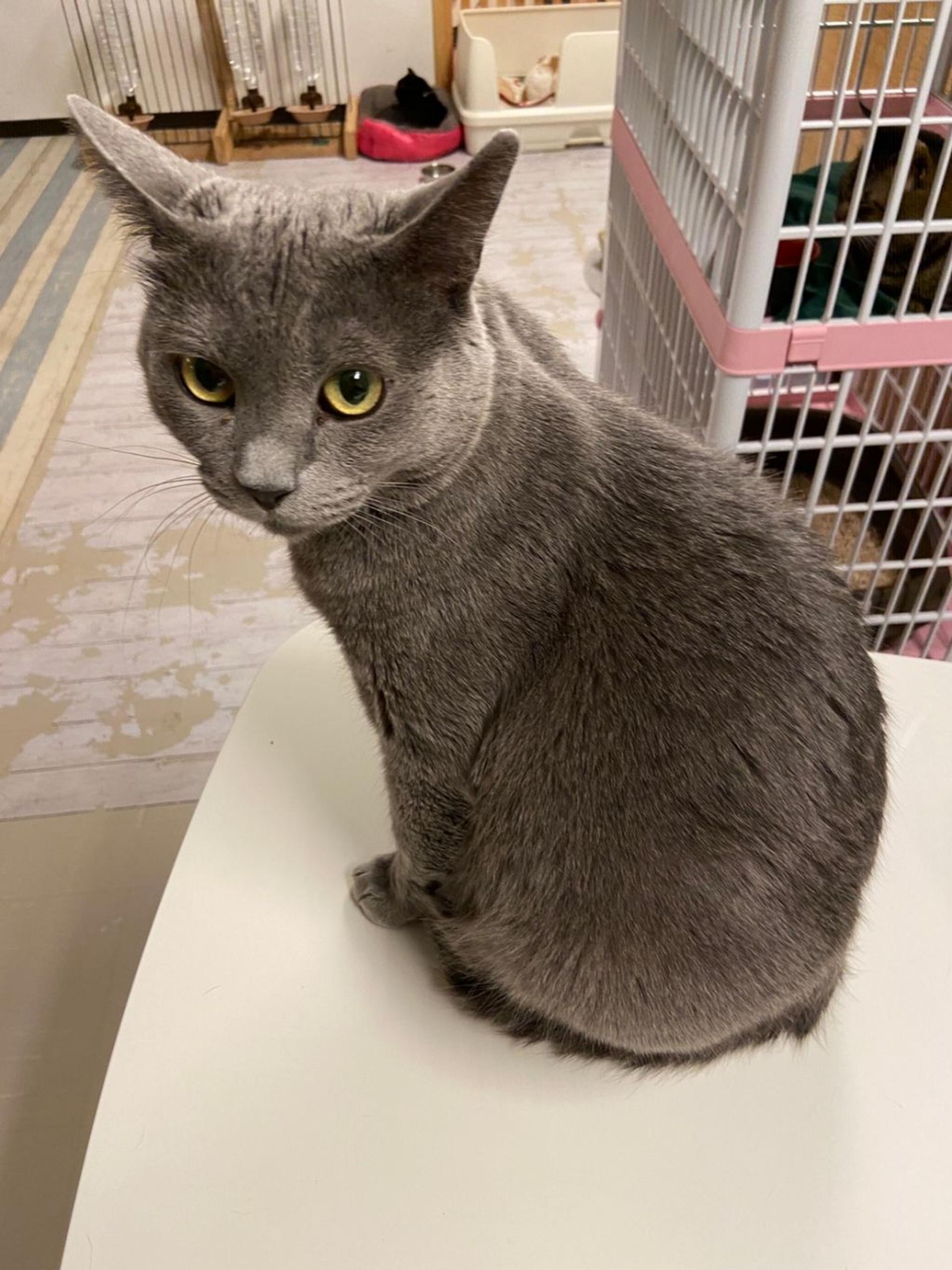 pet-image-2