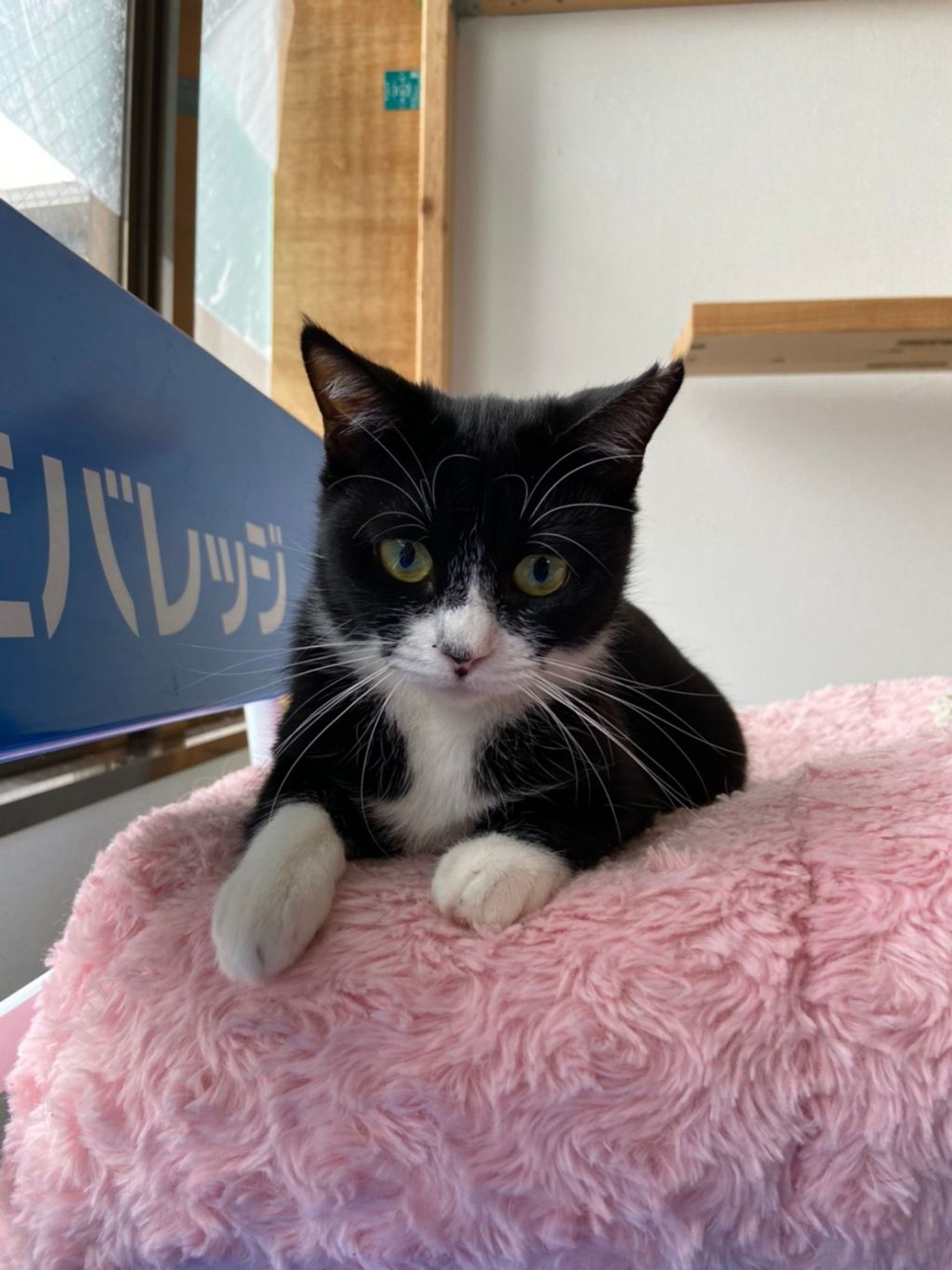 雑種（ミックス猫）・メスの里親募集の写真