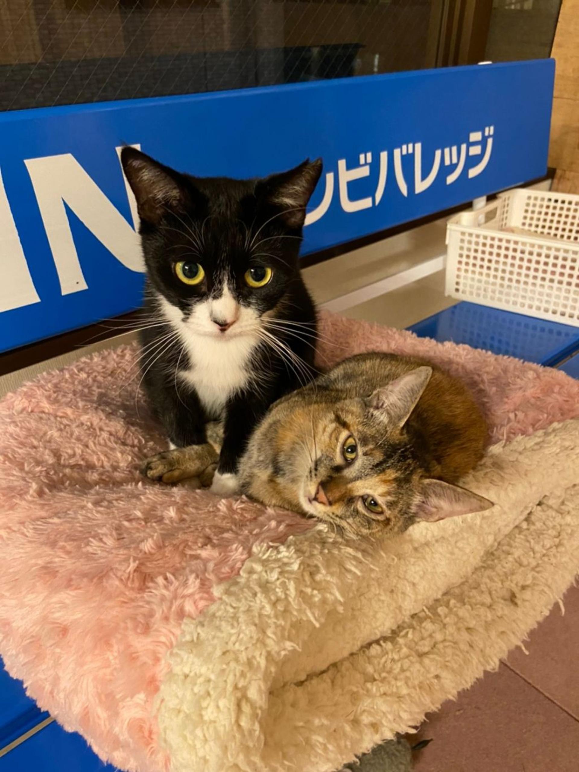 pet-image-2