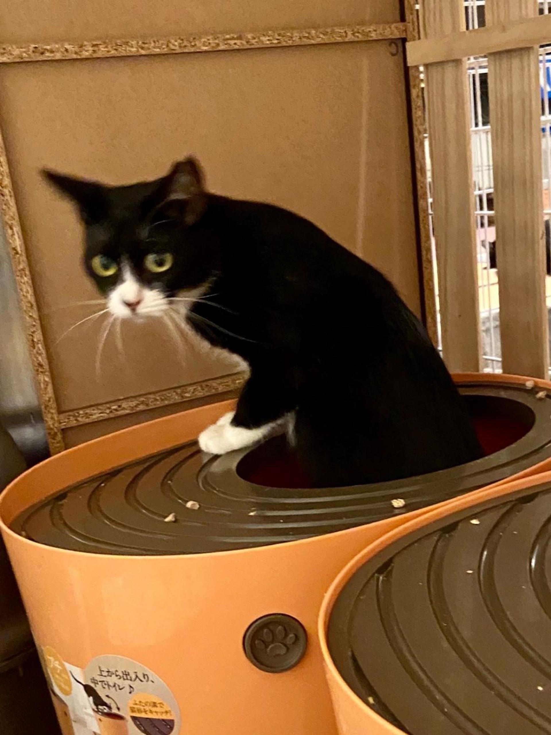 pet-image-6