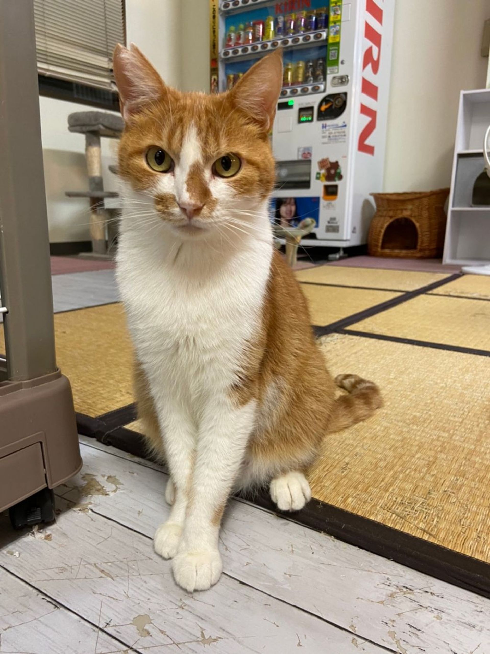 雑種（ミックス猫）・オスの里親募集の写真