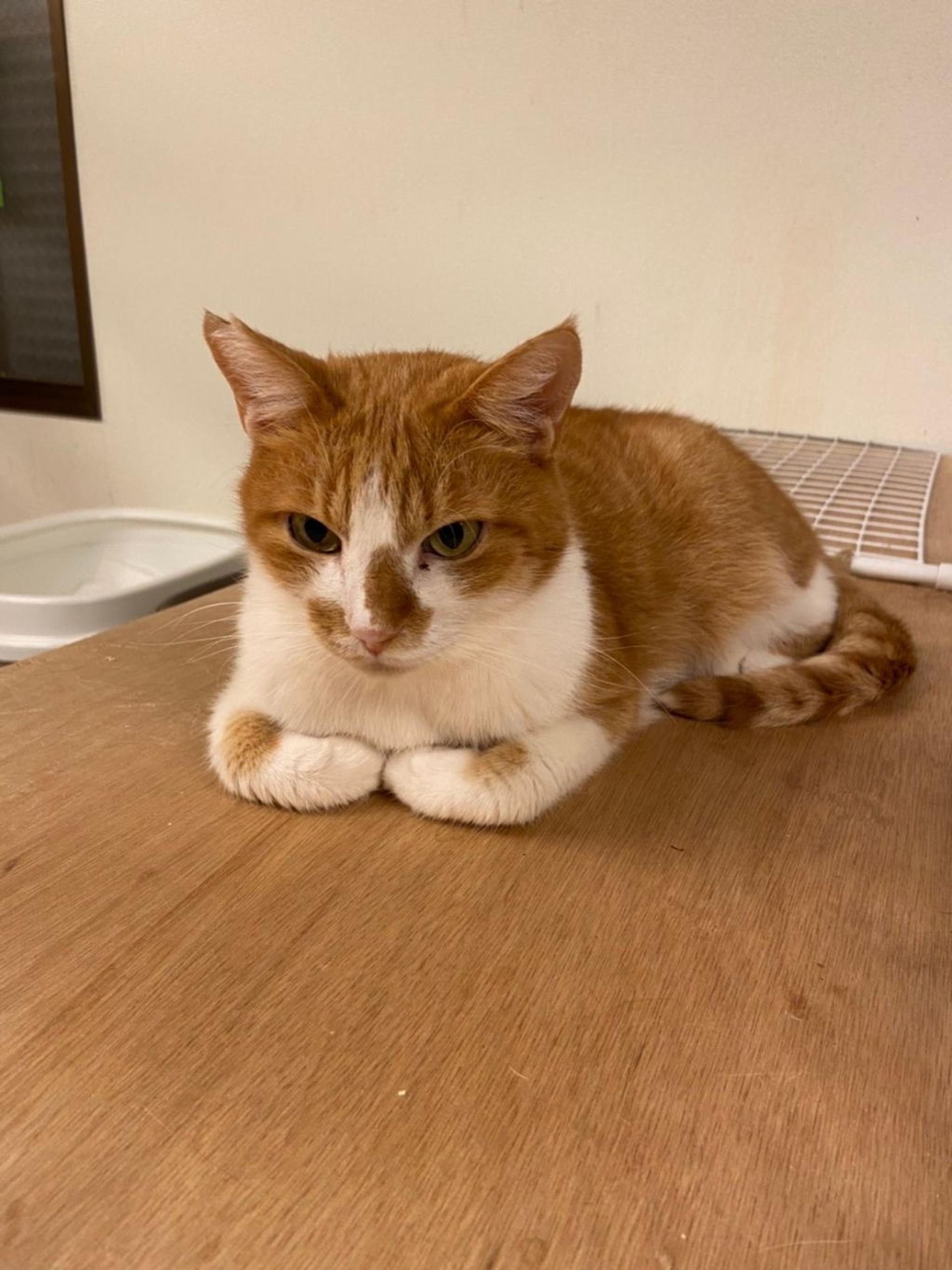 pet-image-2