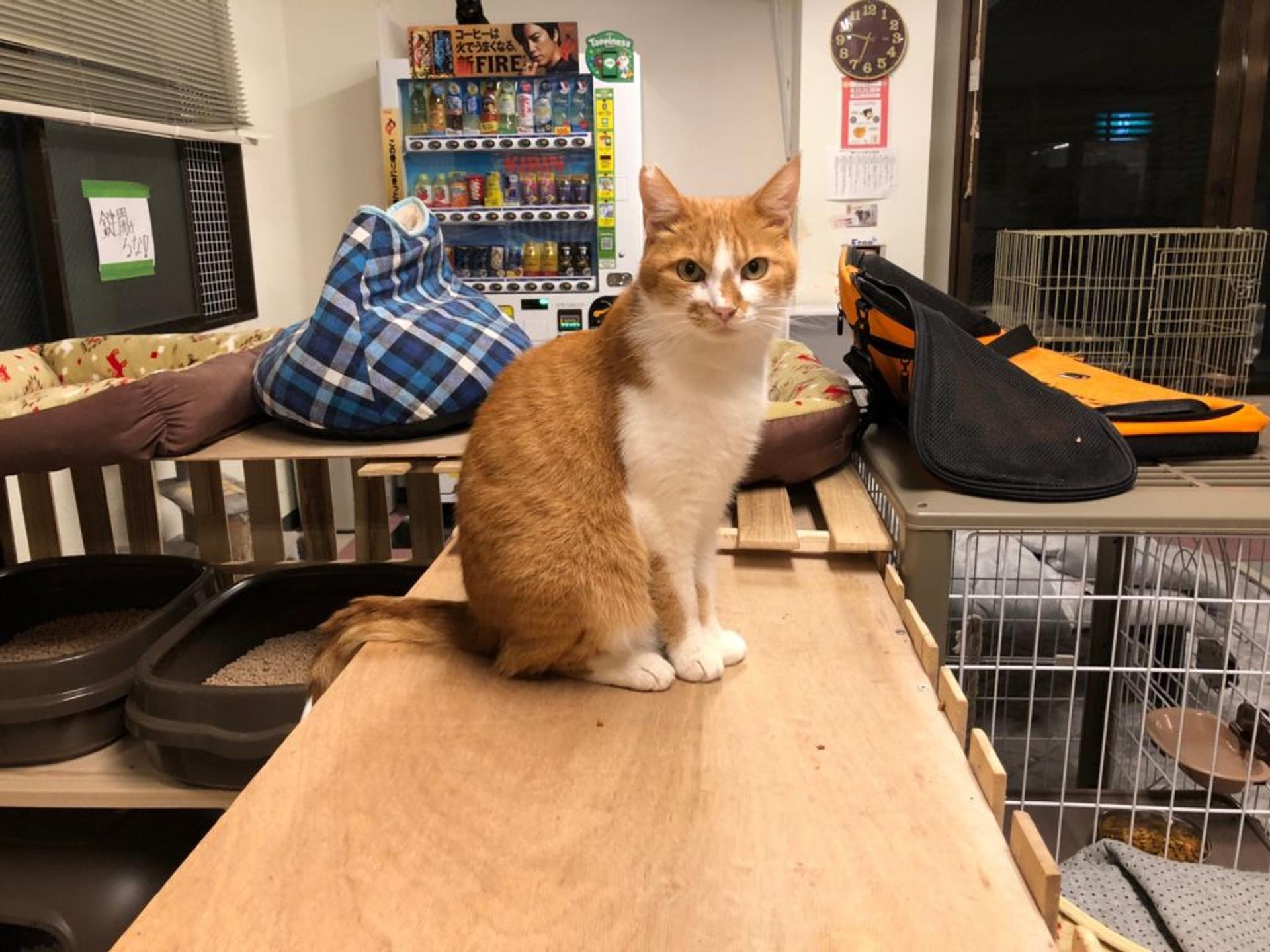 pet-image-3