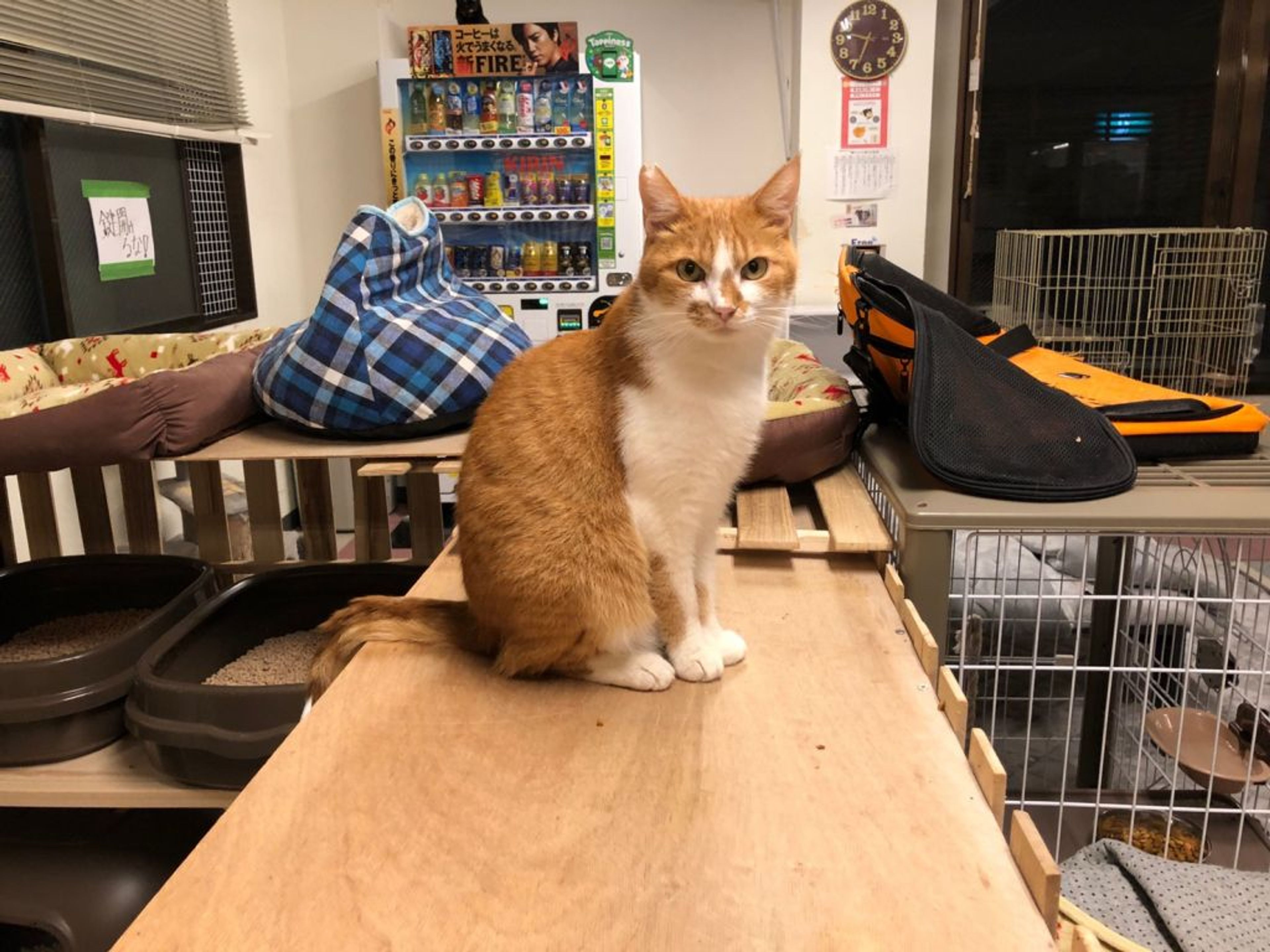 pet-image-3