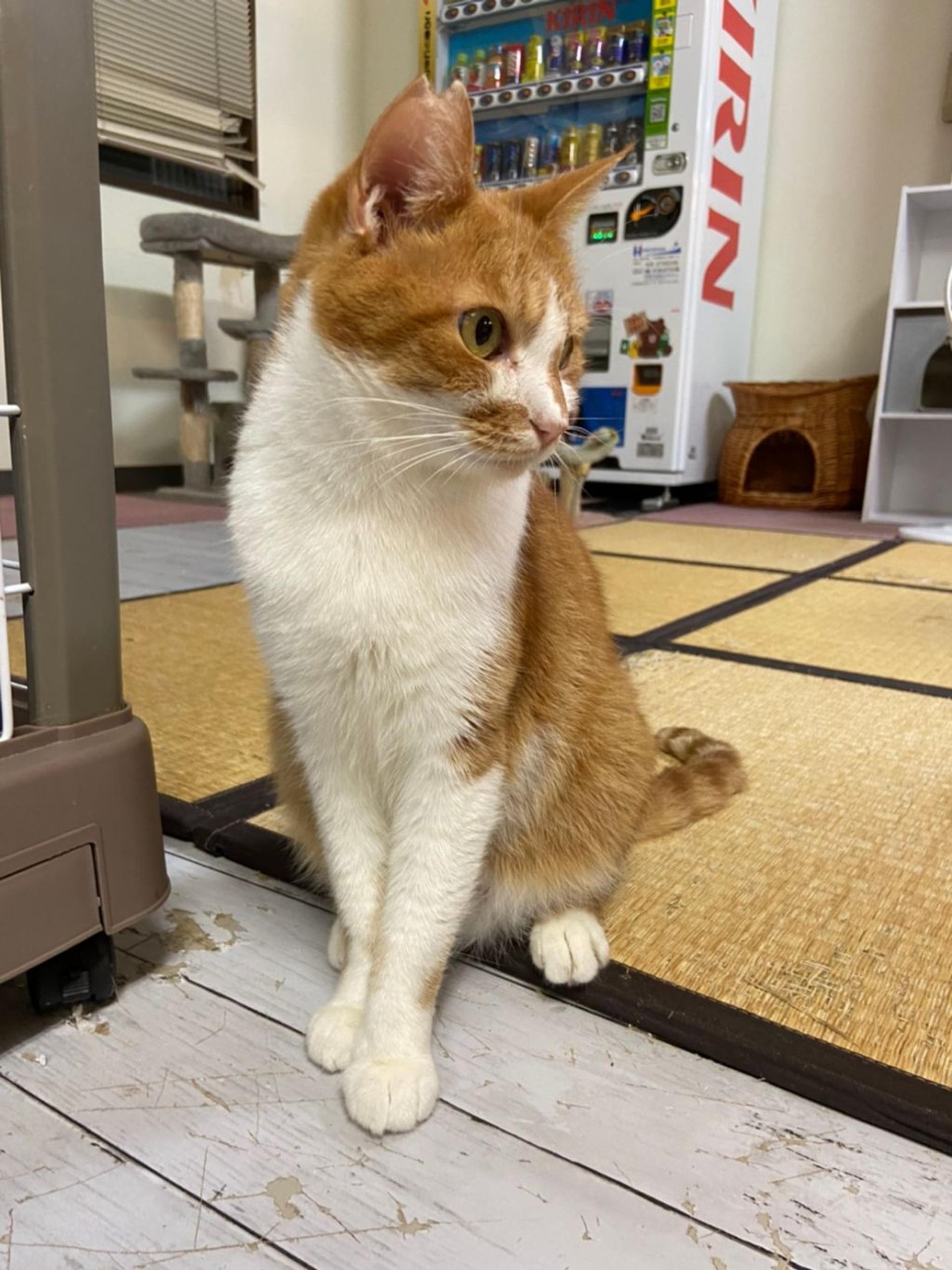 pet-image-4