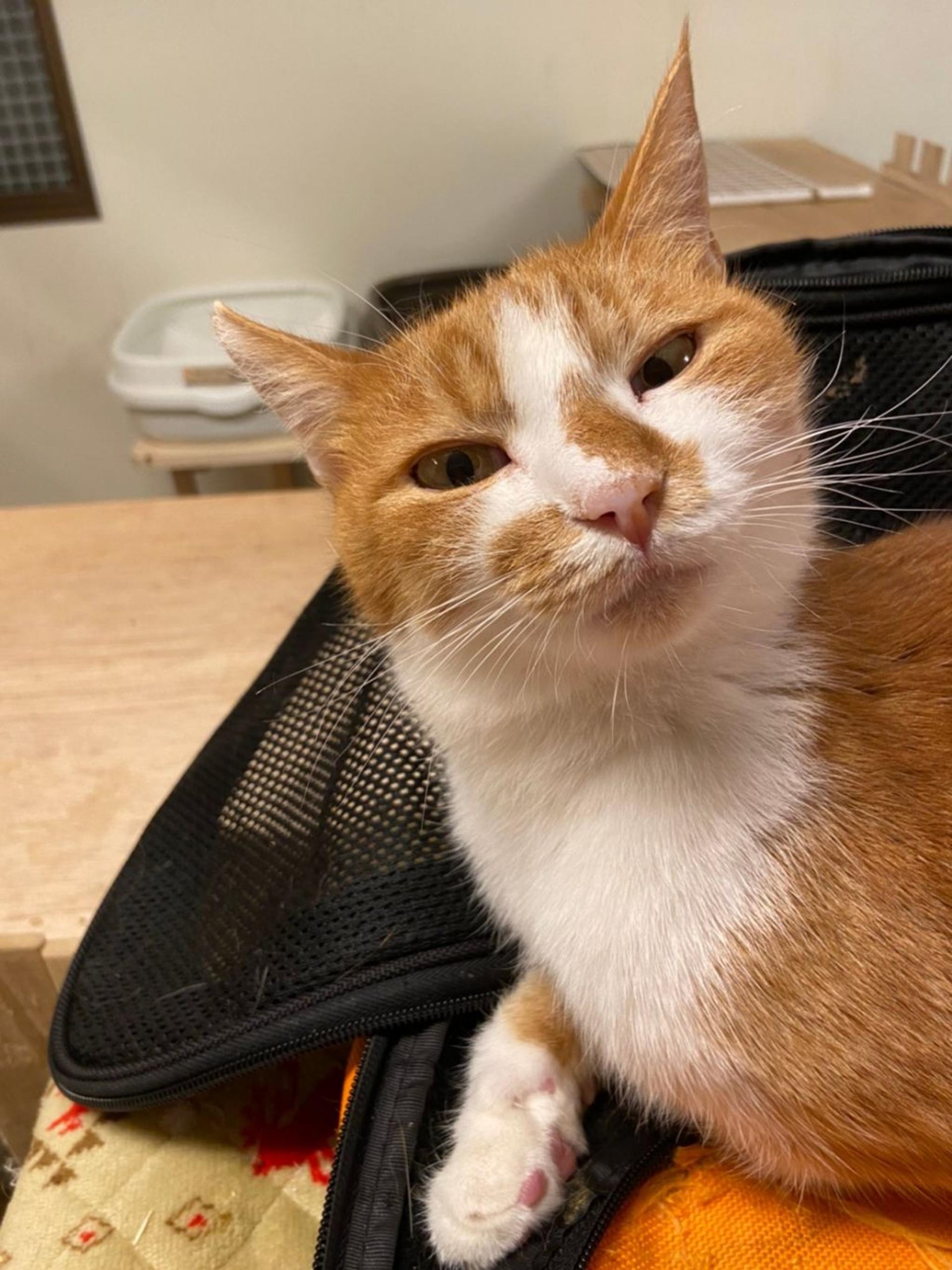pet-image-5
