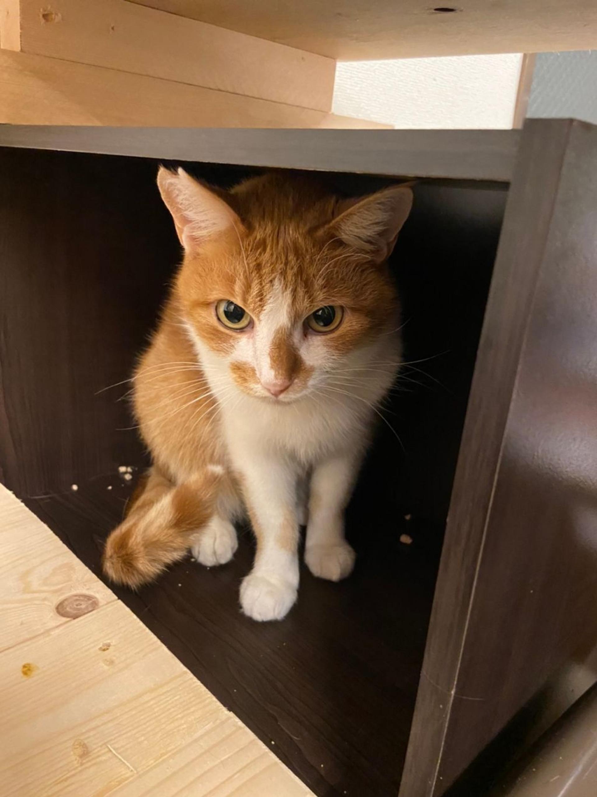 pet-image-6