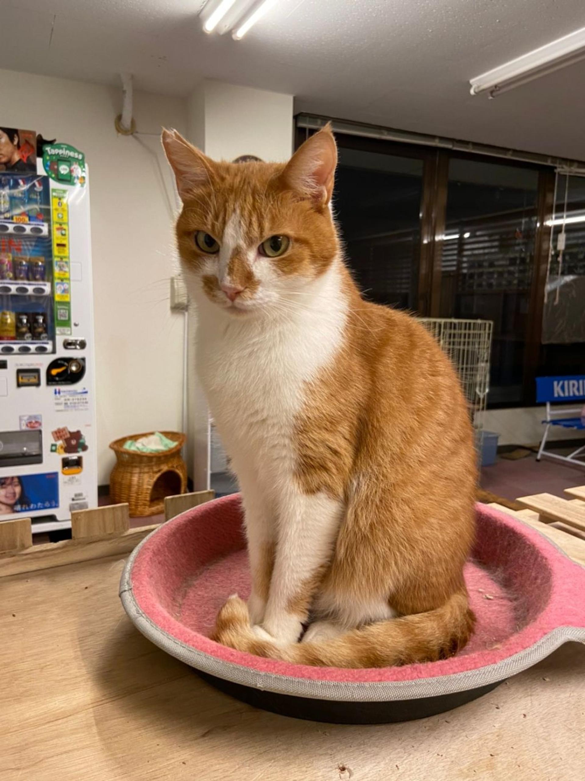 pet-image-7