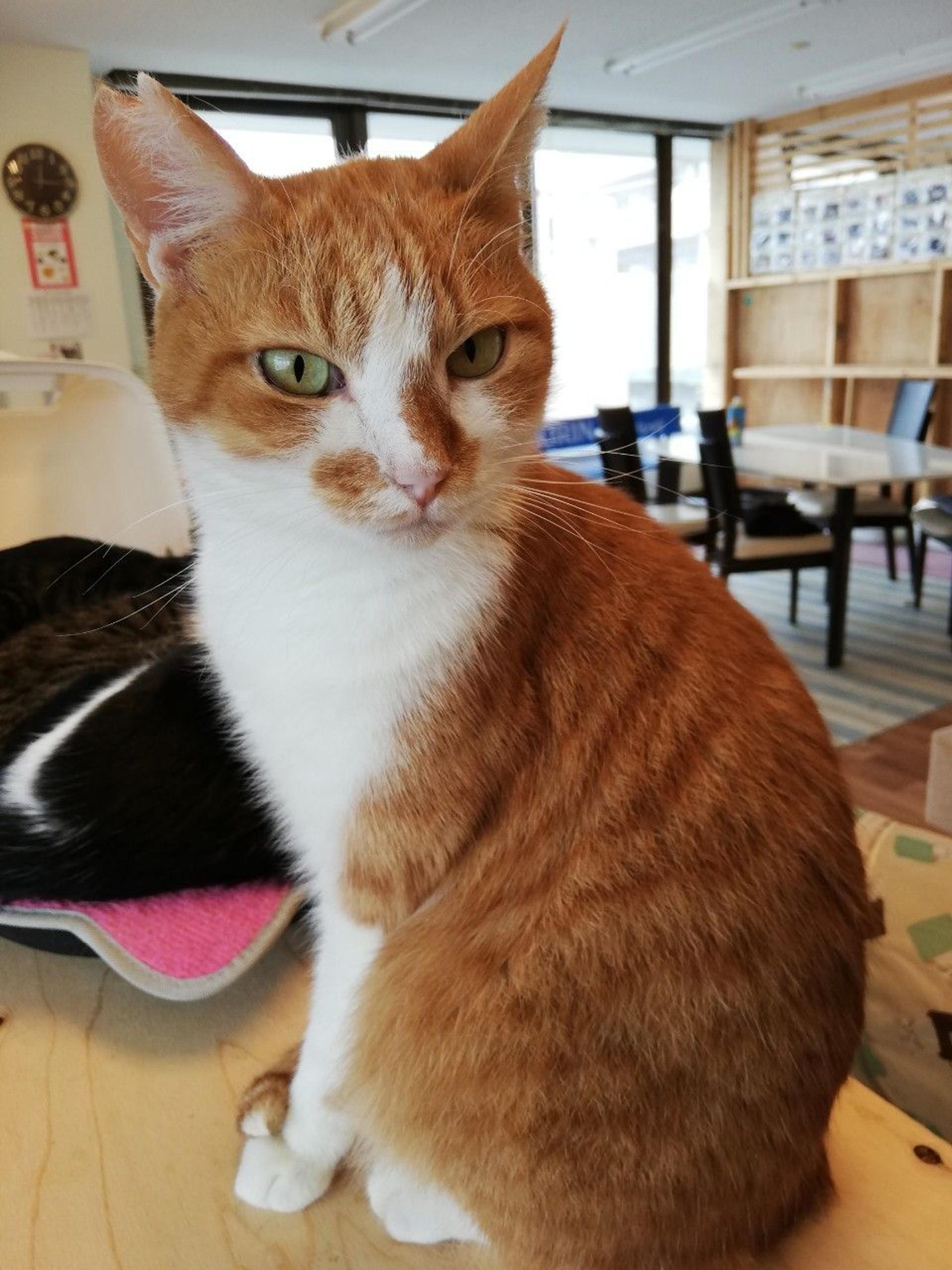 pet-image-9