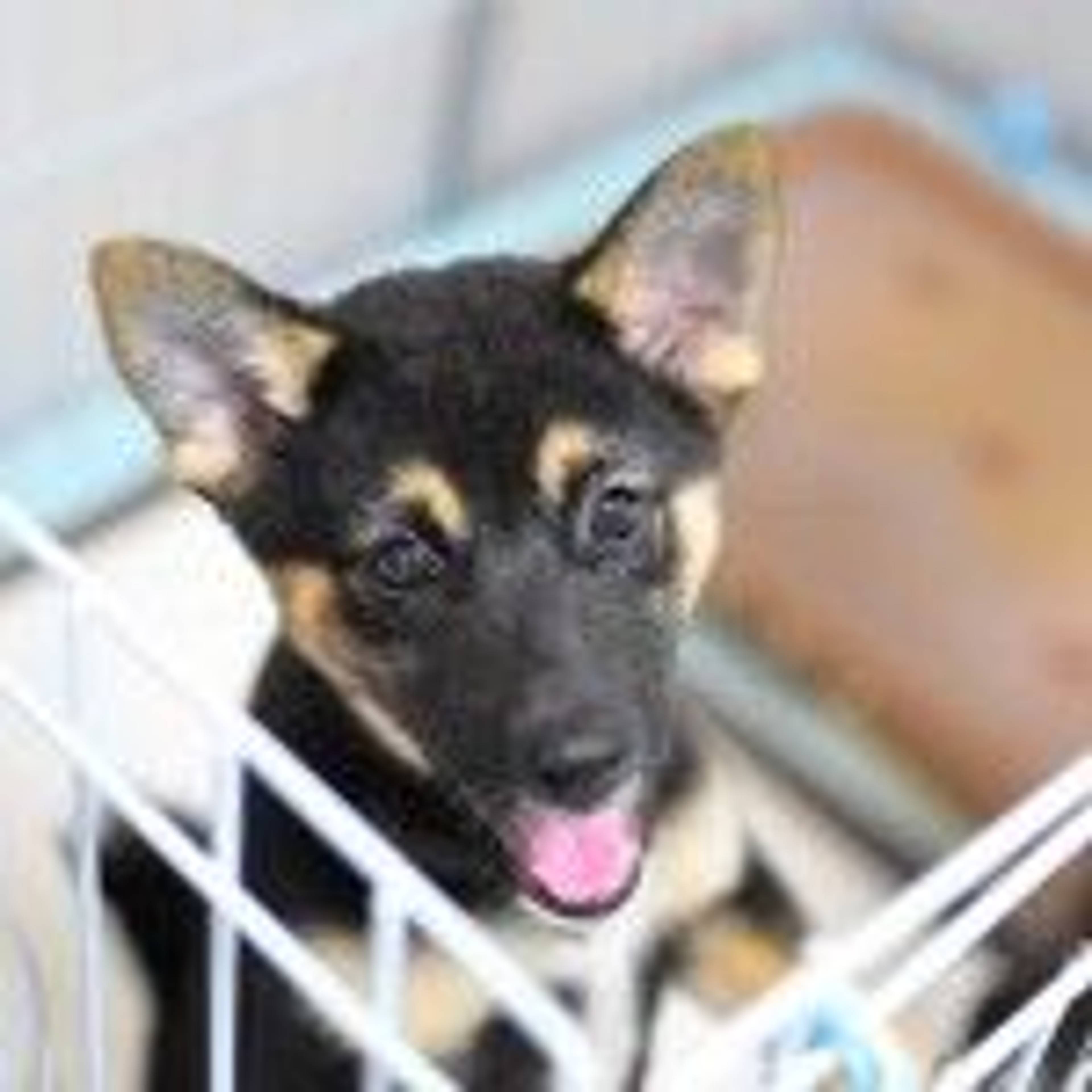 雑種（ミックス犬）・オスの里親募集の写真