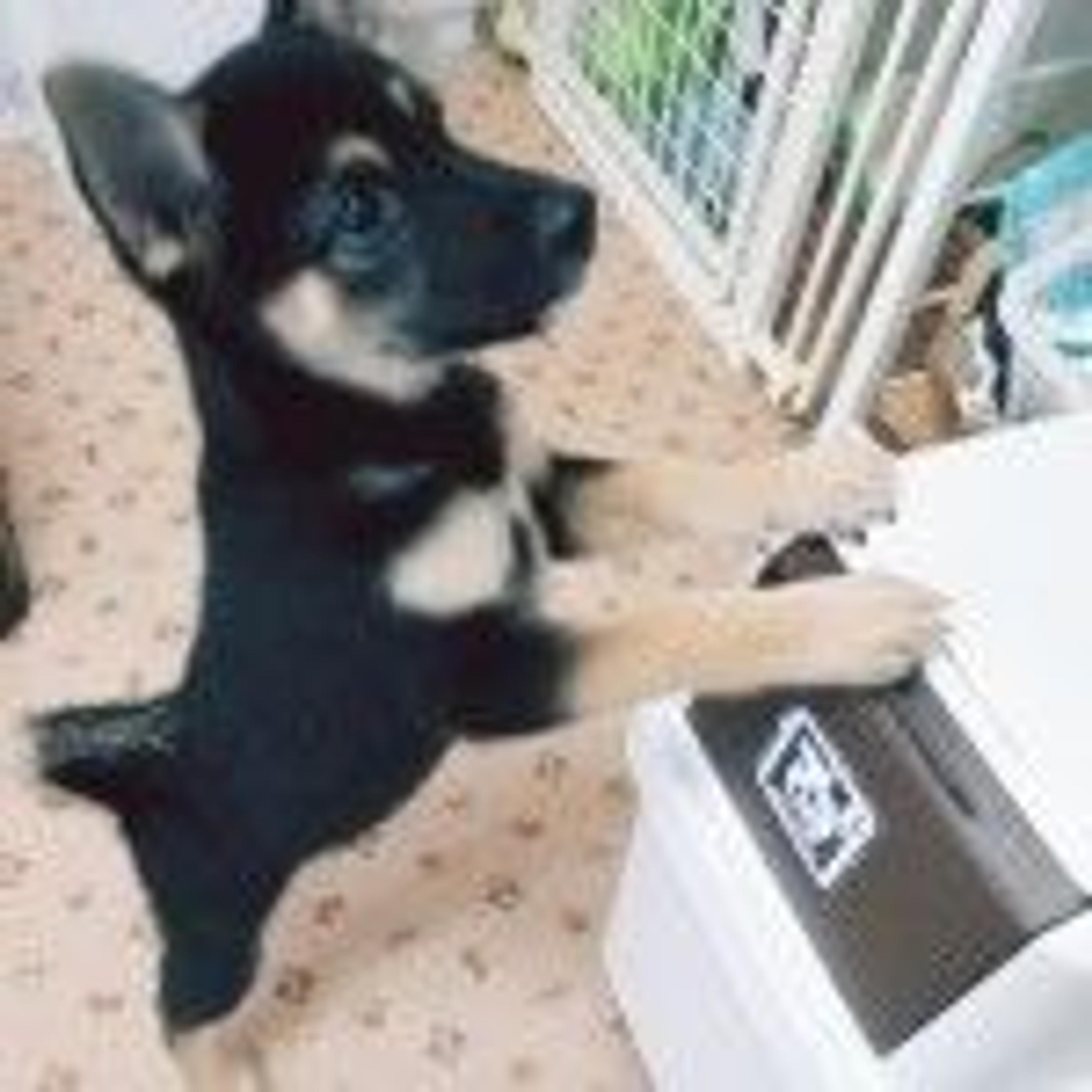 pet-image-2
