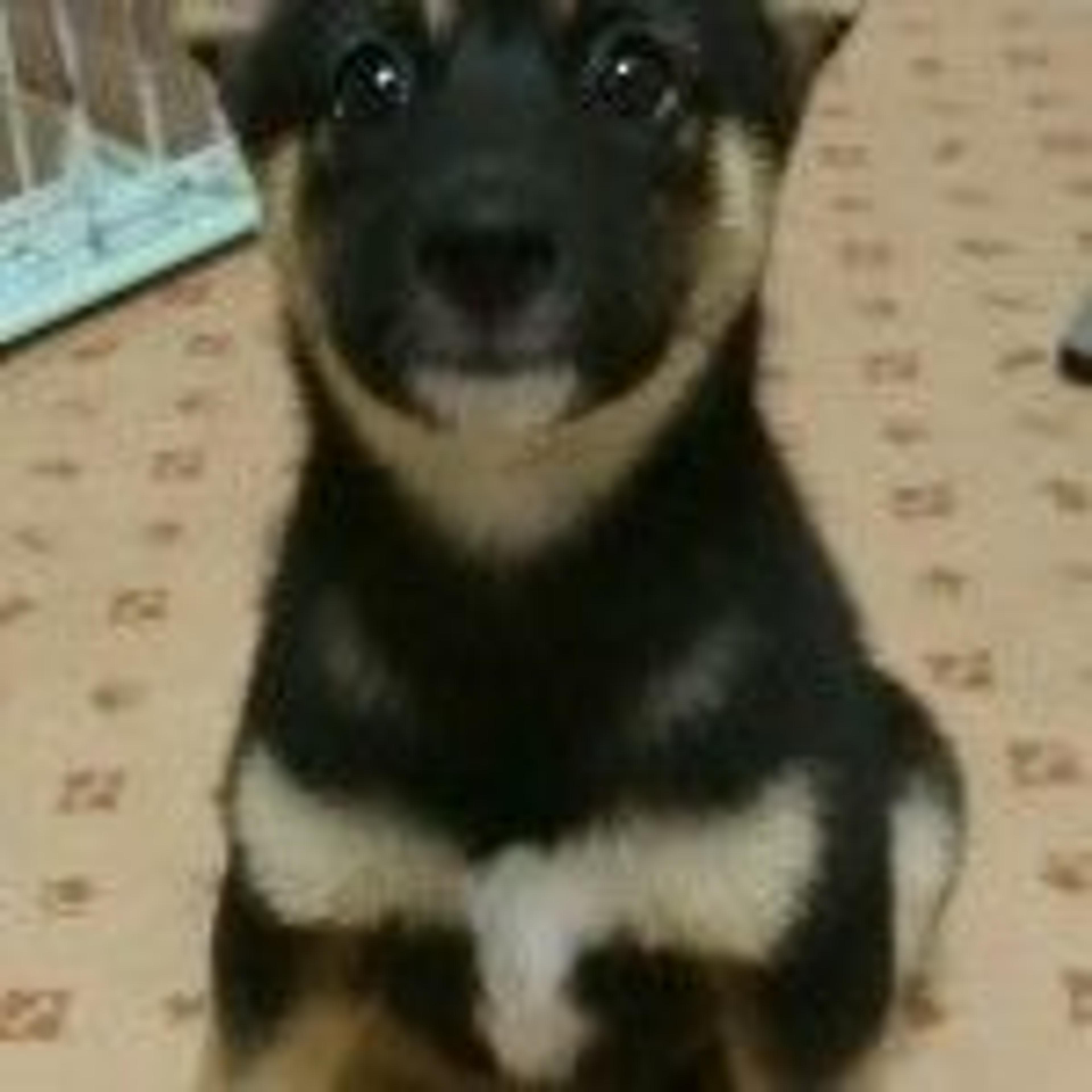 pet-image-3