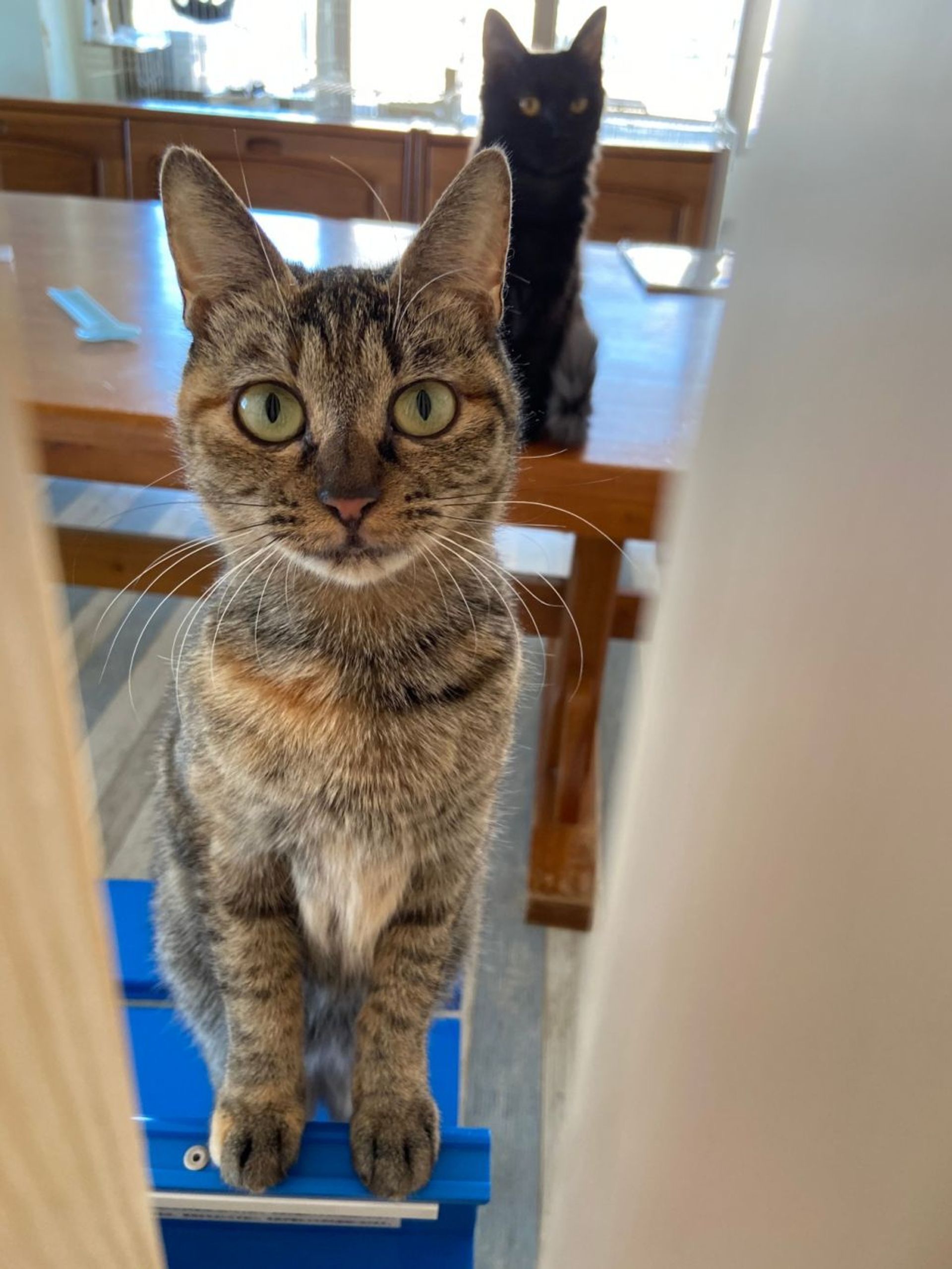 雑種（ミックス猫）・メスの里親募集の写真