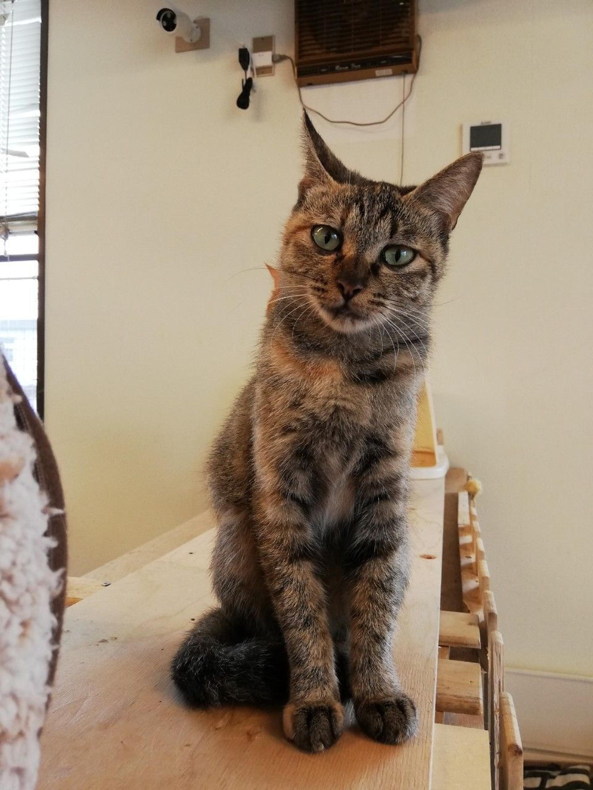 pet-image-2