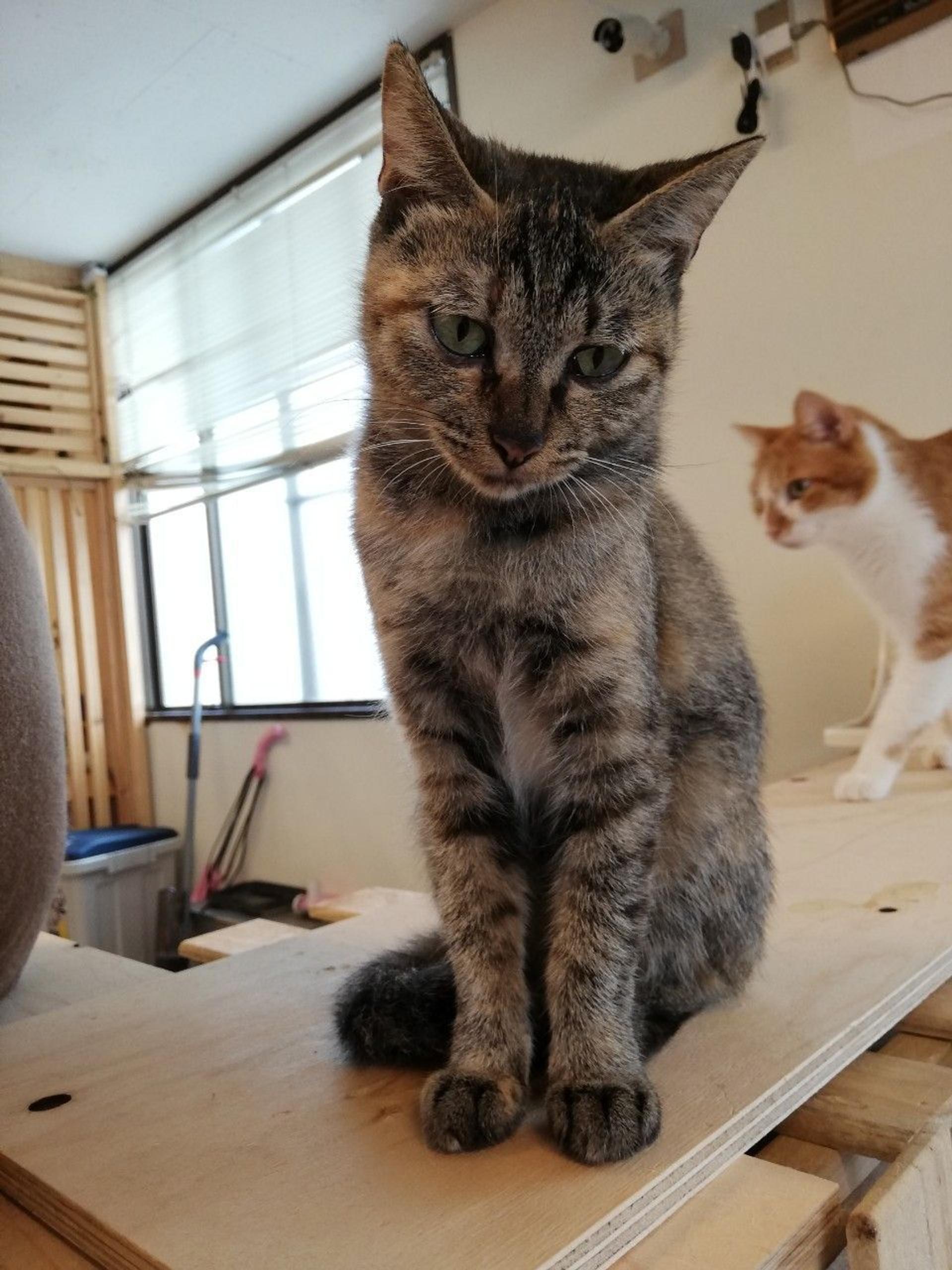 pet-image-3