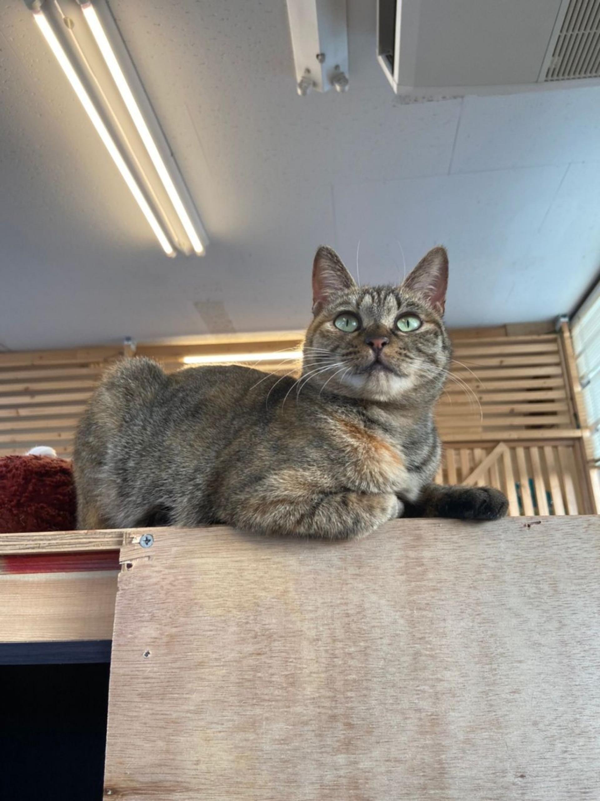 pet-image-4