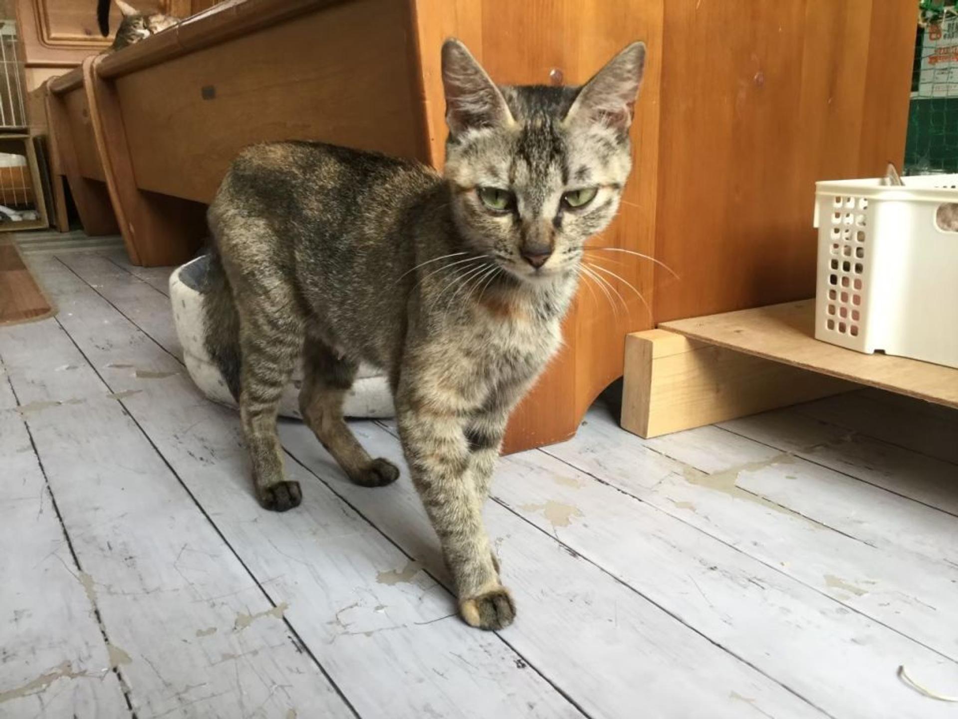 pet-image-7