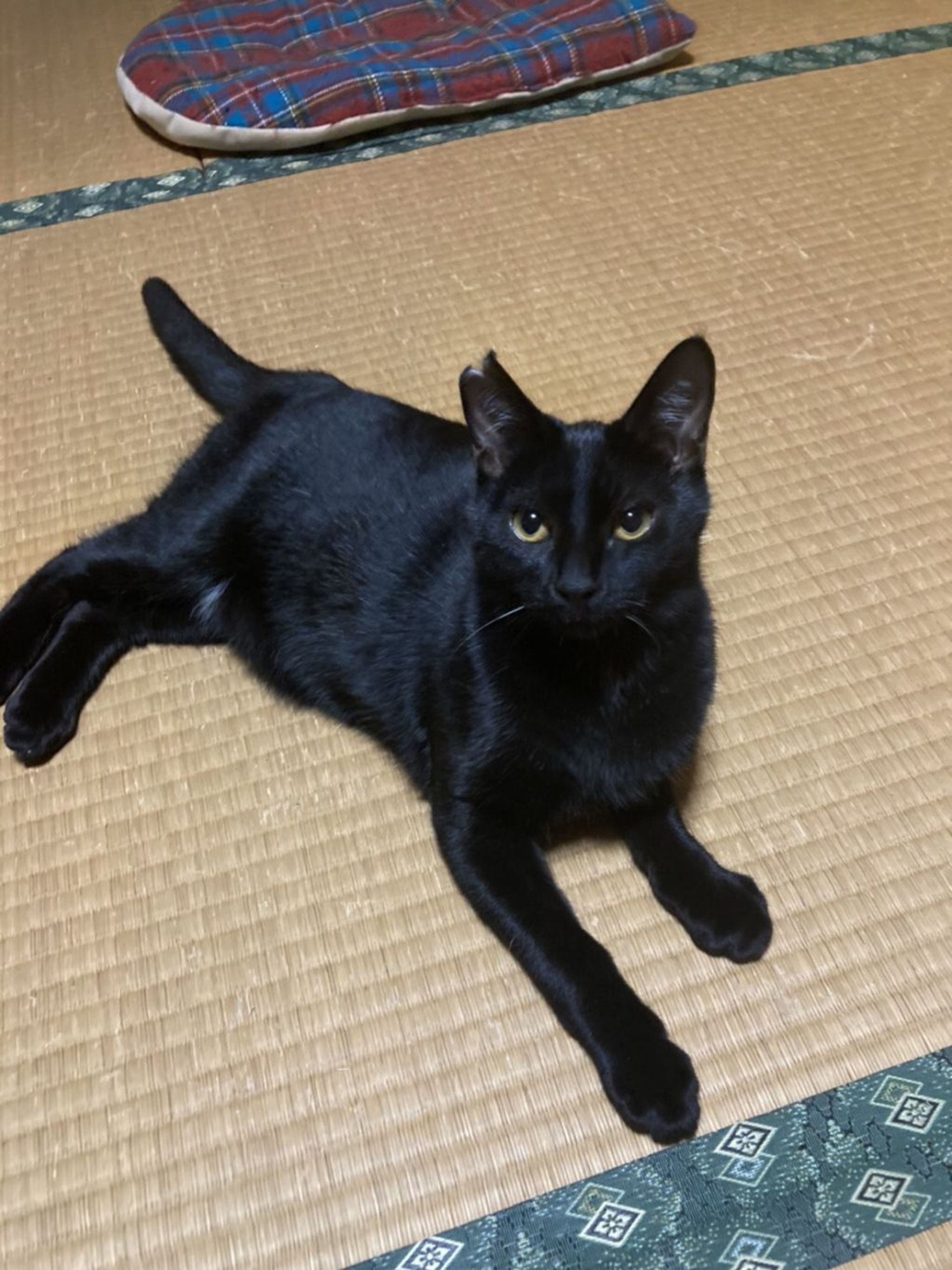 雑種（ミックス猫）・オスの里親募集の写真