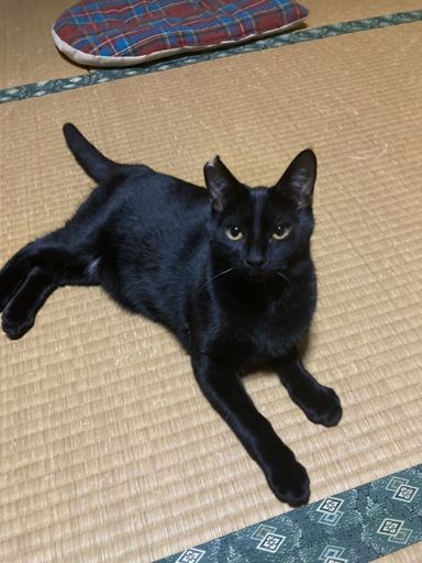 くーちゃんの写真