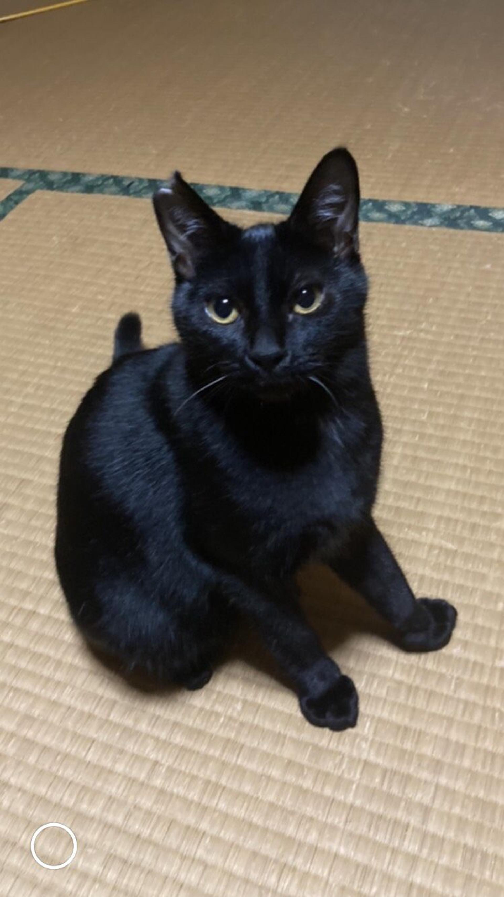 pet-image-2