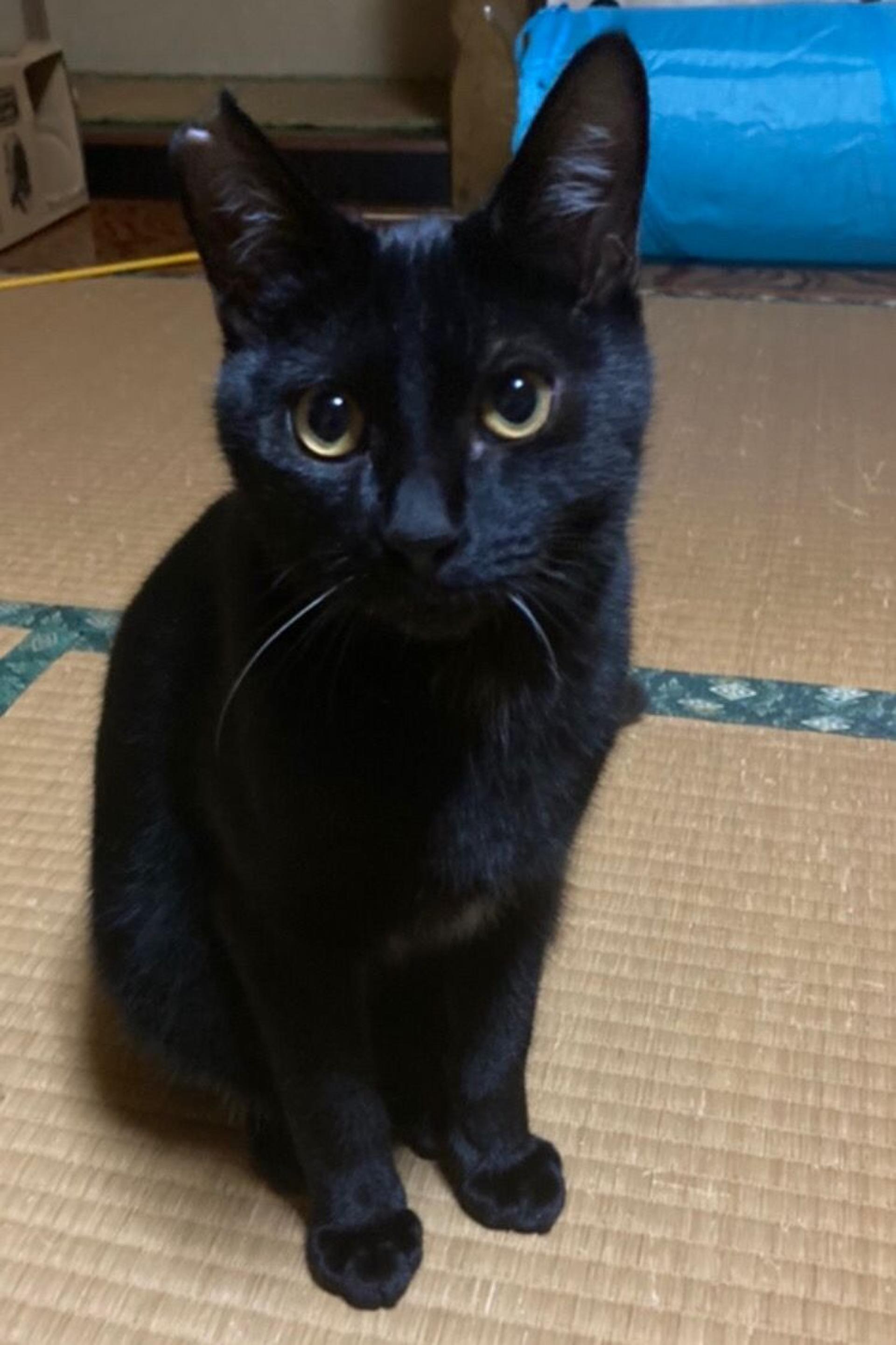 pet-image-3