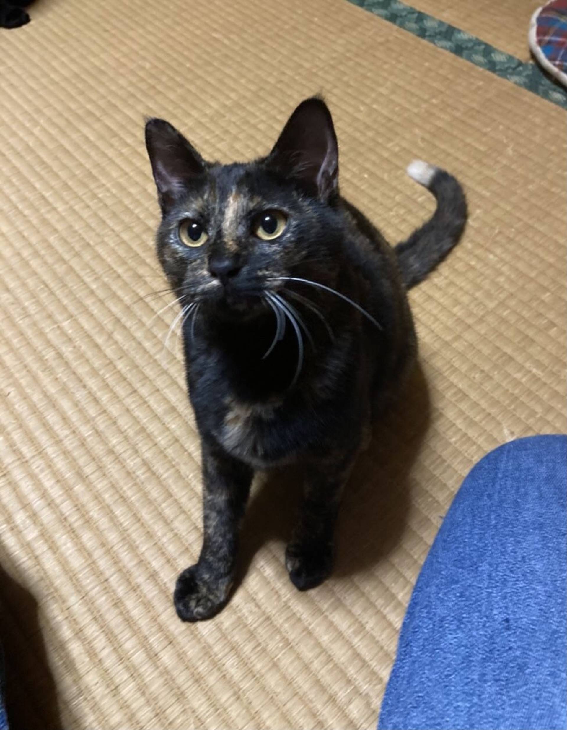 雑種（ミックス猫）・メスの里親募集の写真