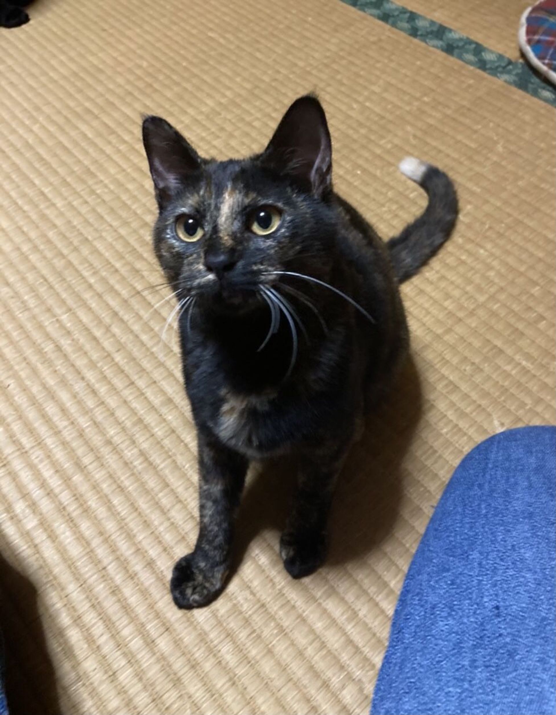 雑種（ミックス猫）・メスの里親募集の写真