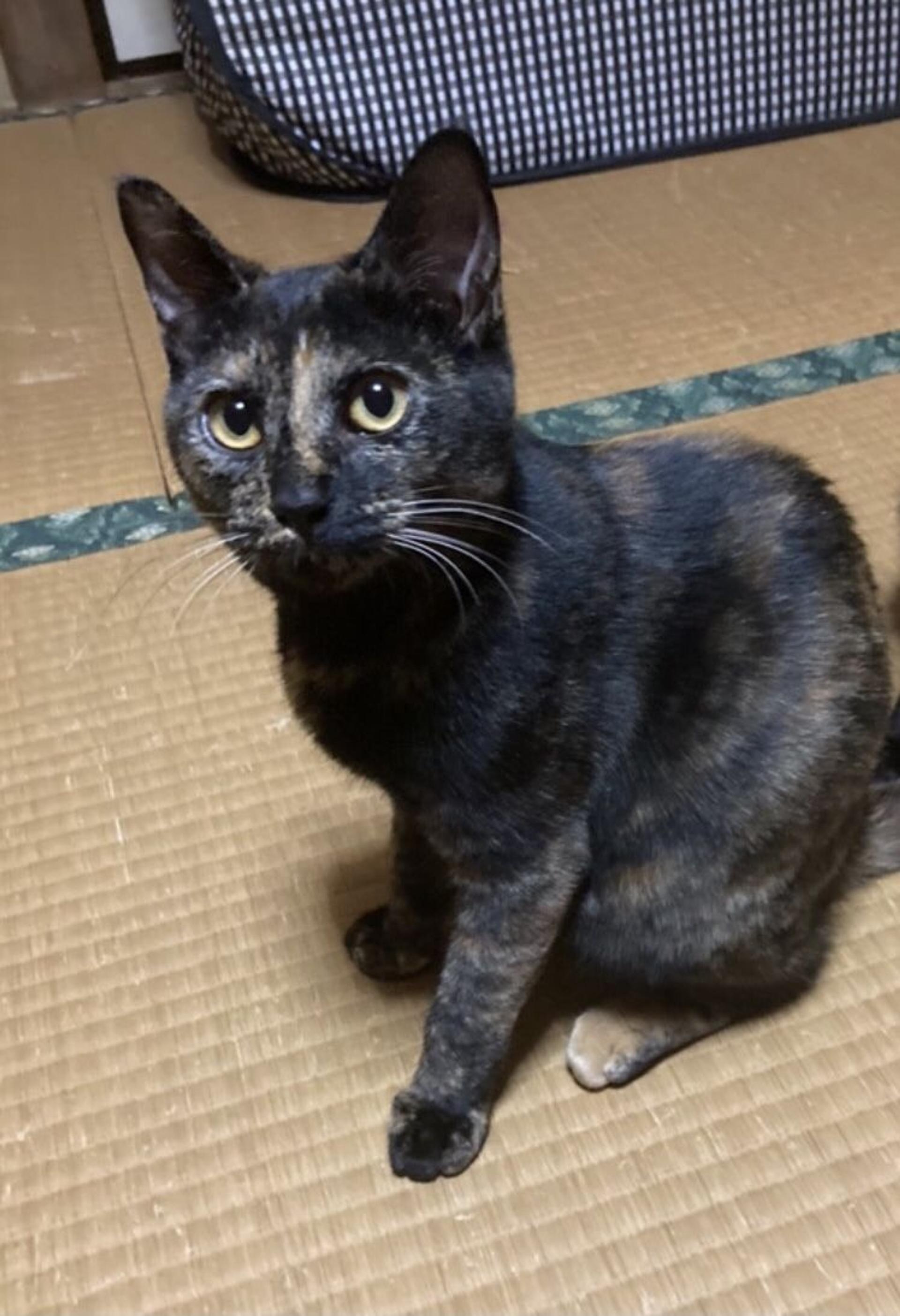 pet-image-2