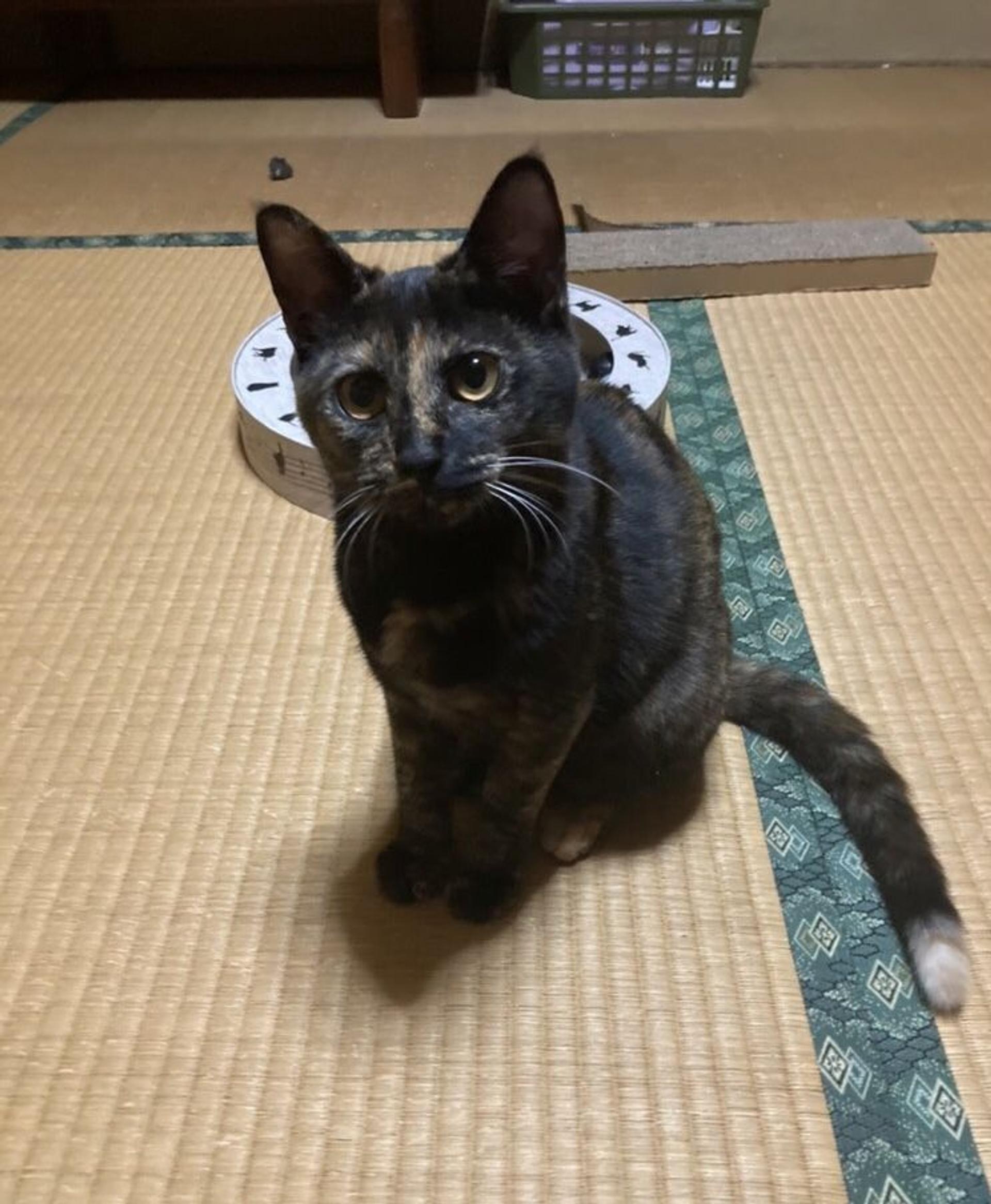 pet-image-4