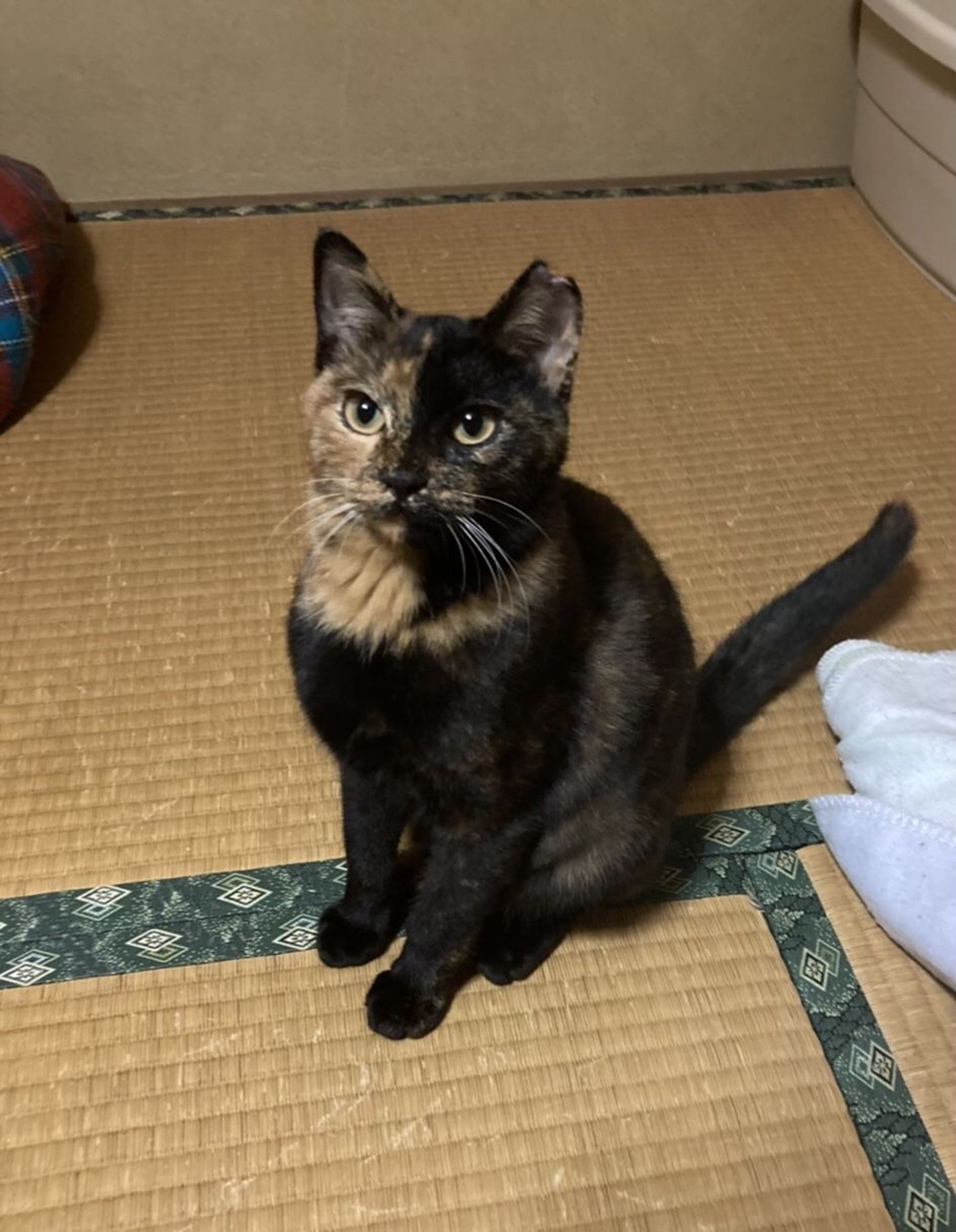 雑種（ミックス猫）・メスの里親募集の写真