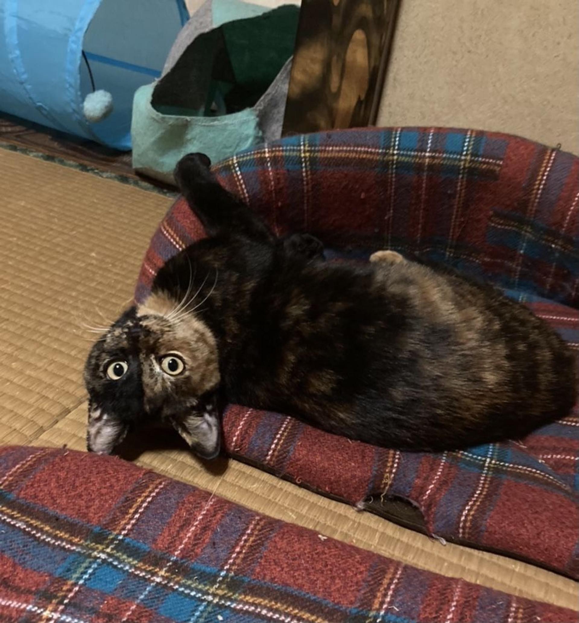 pet-image-2